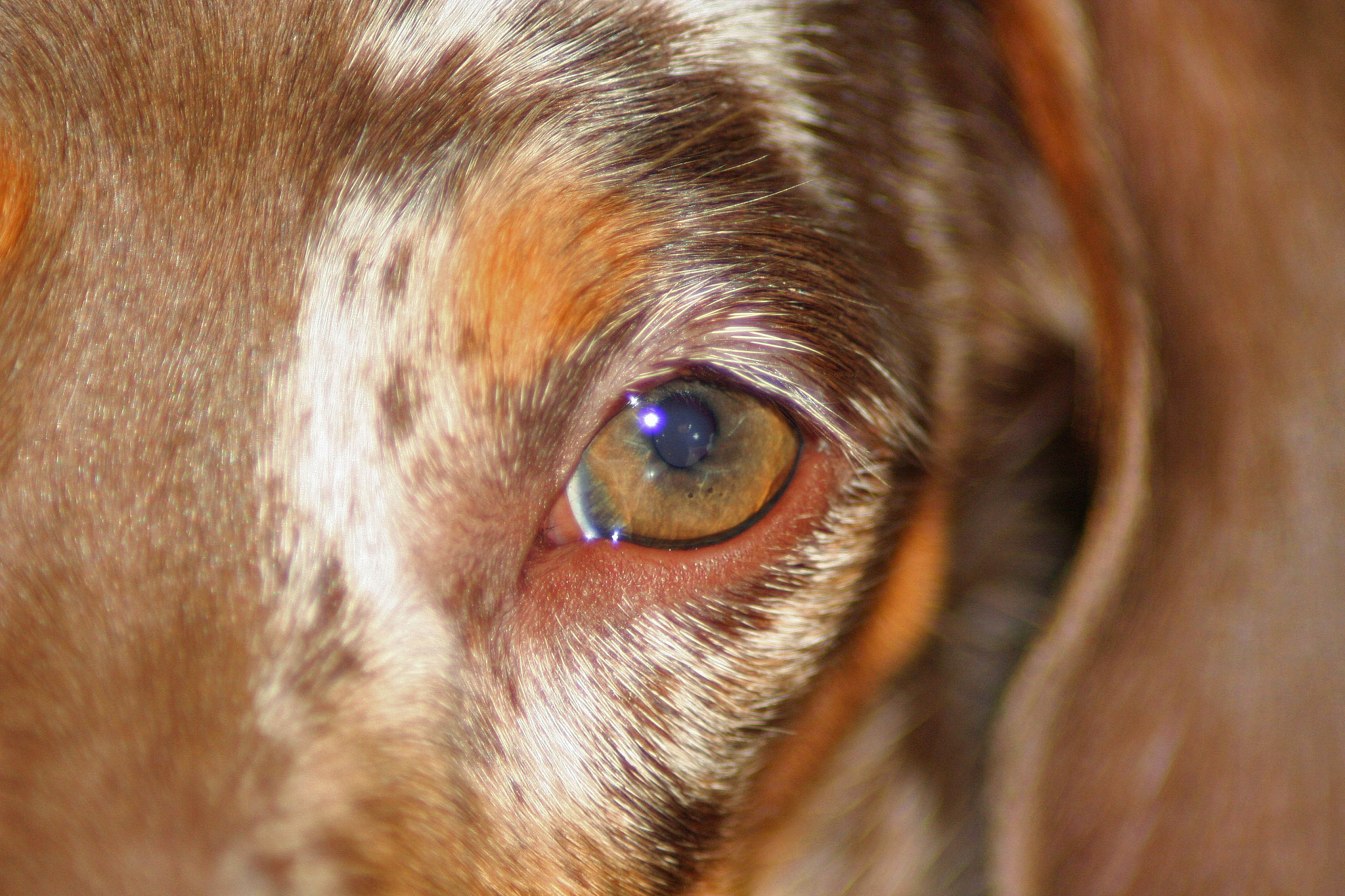 犬原发性晶状体脱位：症状、原因和治疗