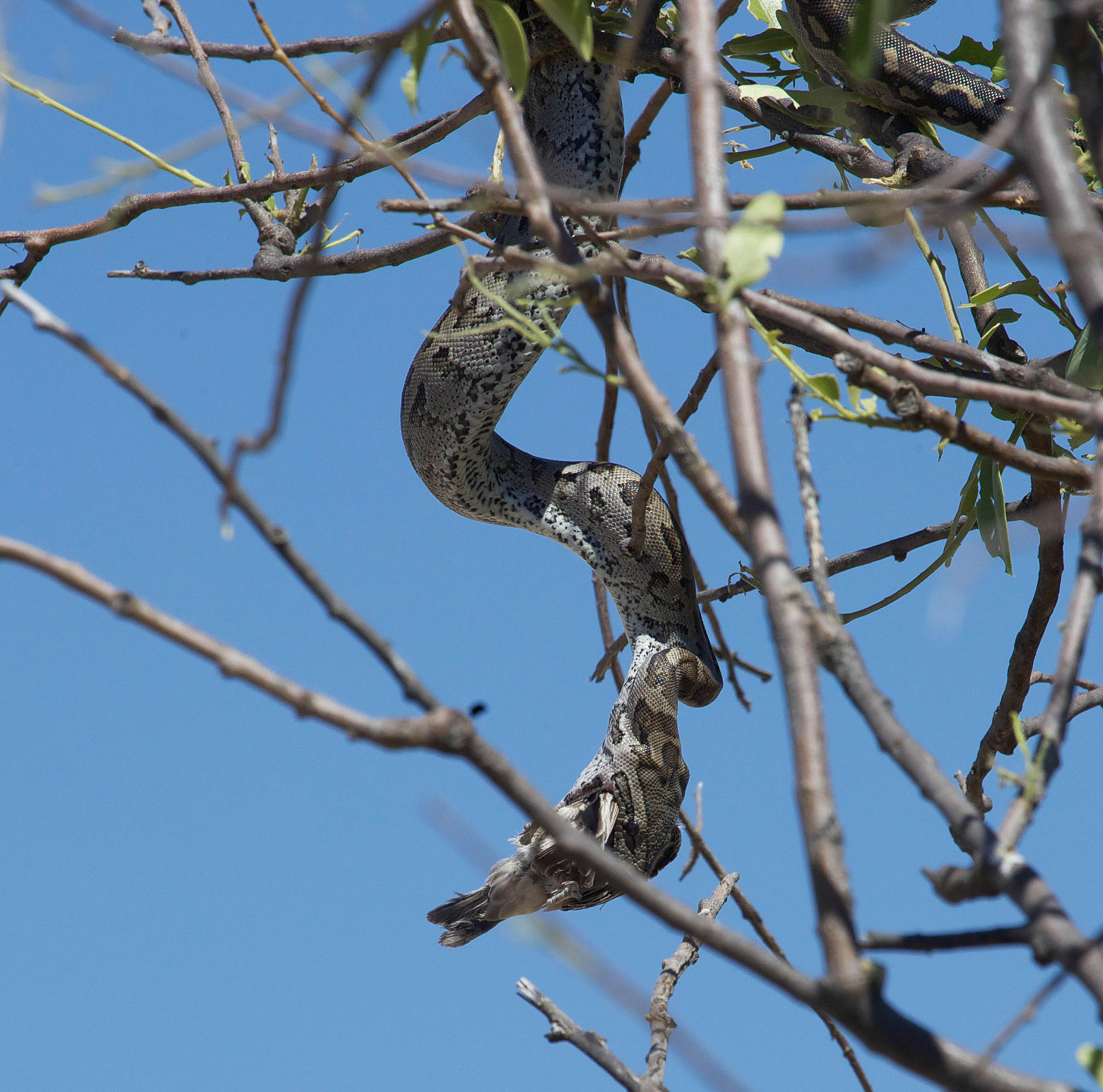 Python Excel 拆分工具：按第一列内容将工作表拆分到独立文件