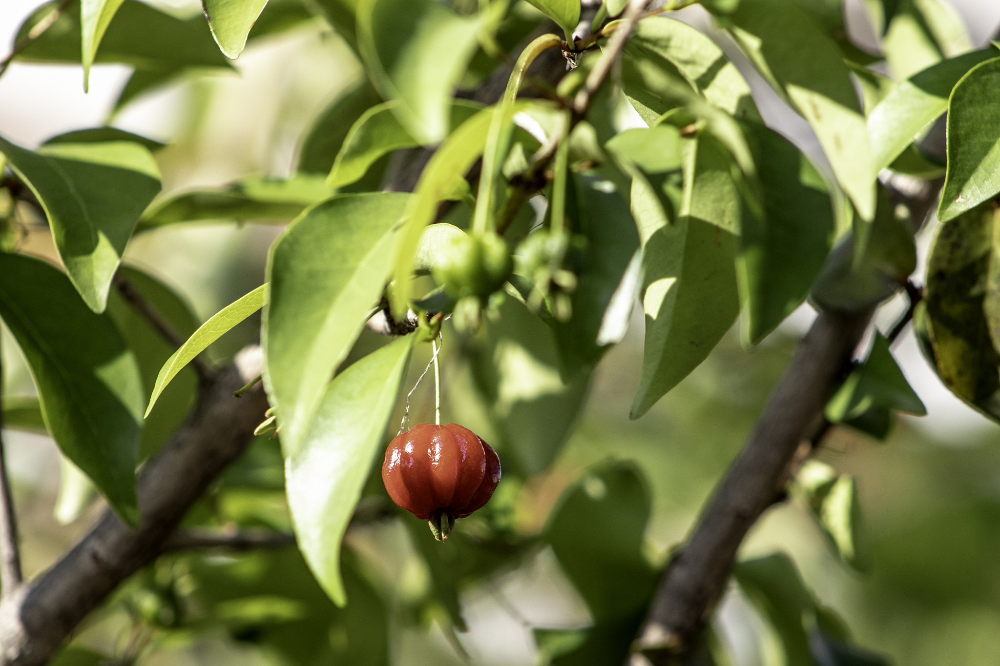 生物大题解题思路：快速掌握解题技巧