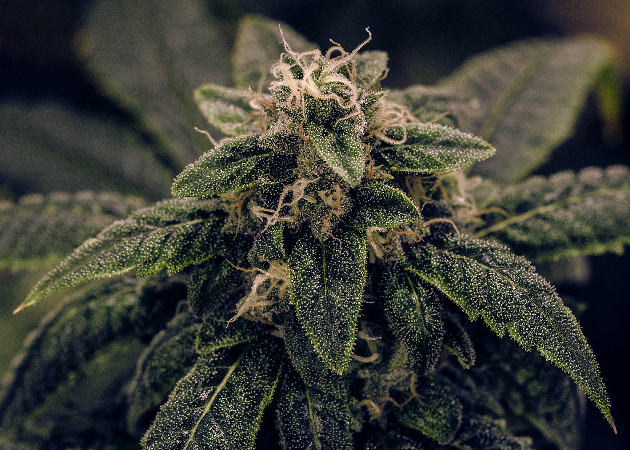 live plant cannabis bud shot