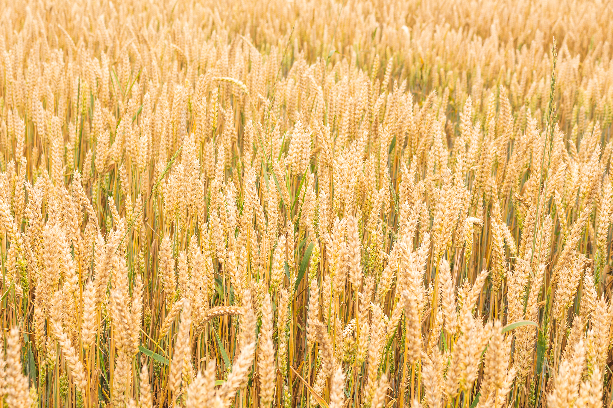 吉林农业工程专业就业前景及发展方向分析