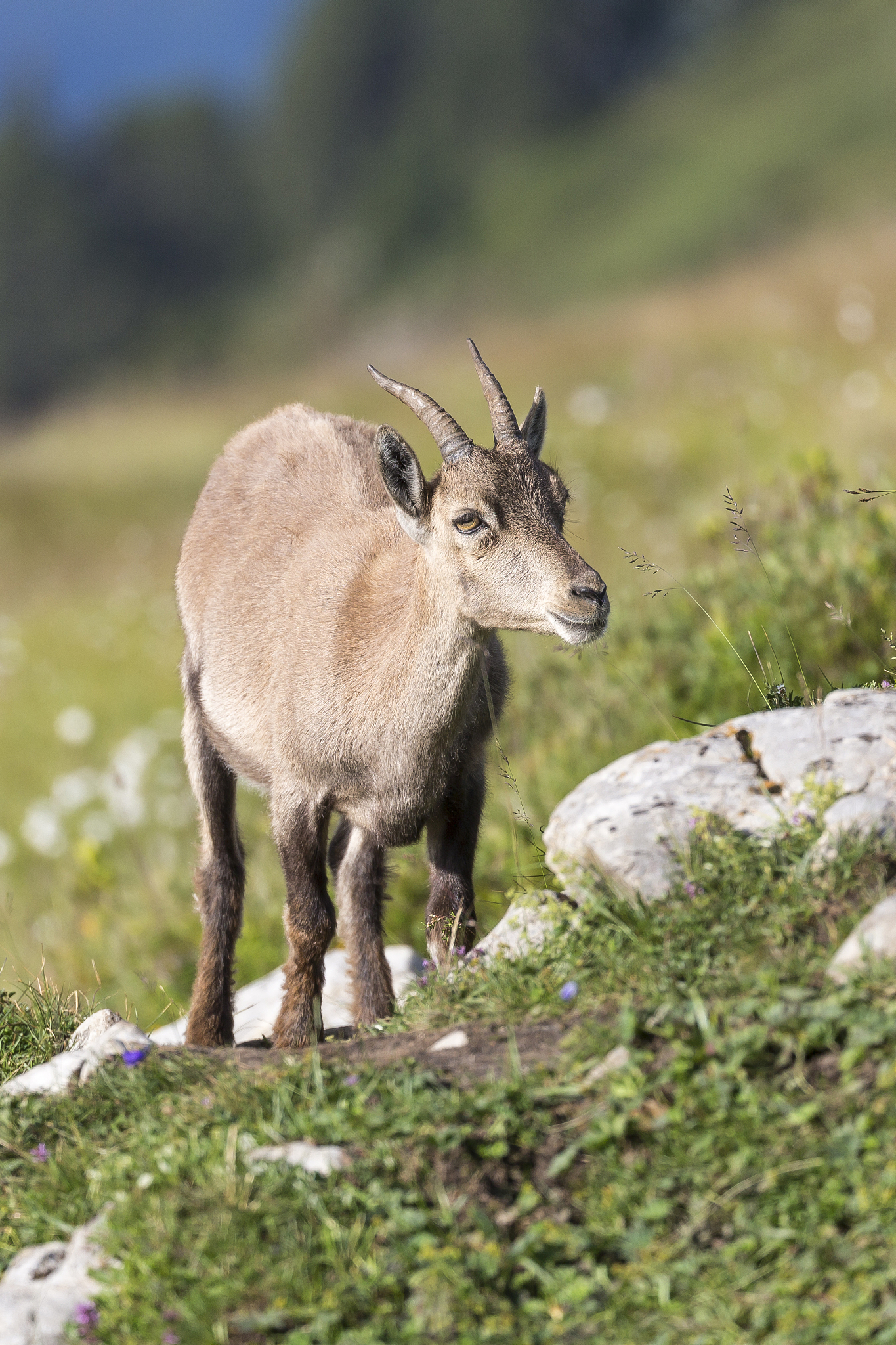 介绍一下叶羊的生活习性