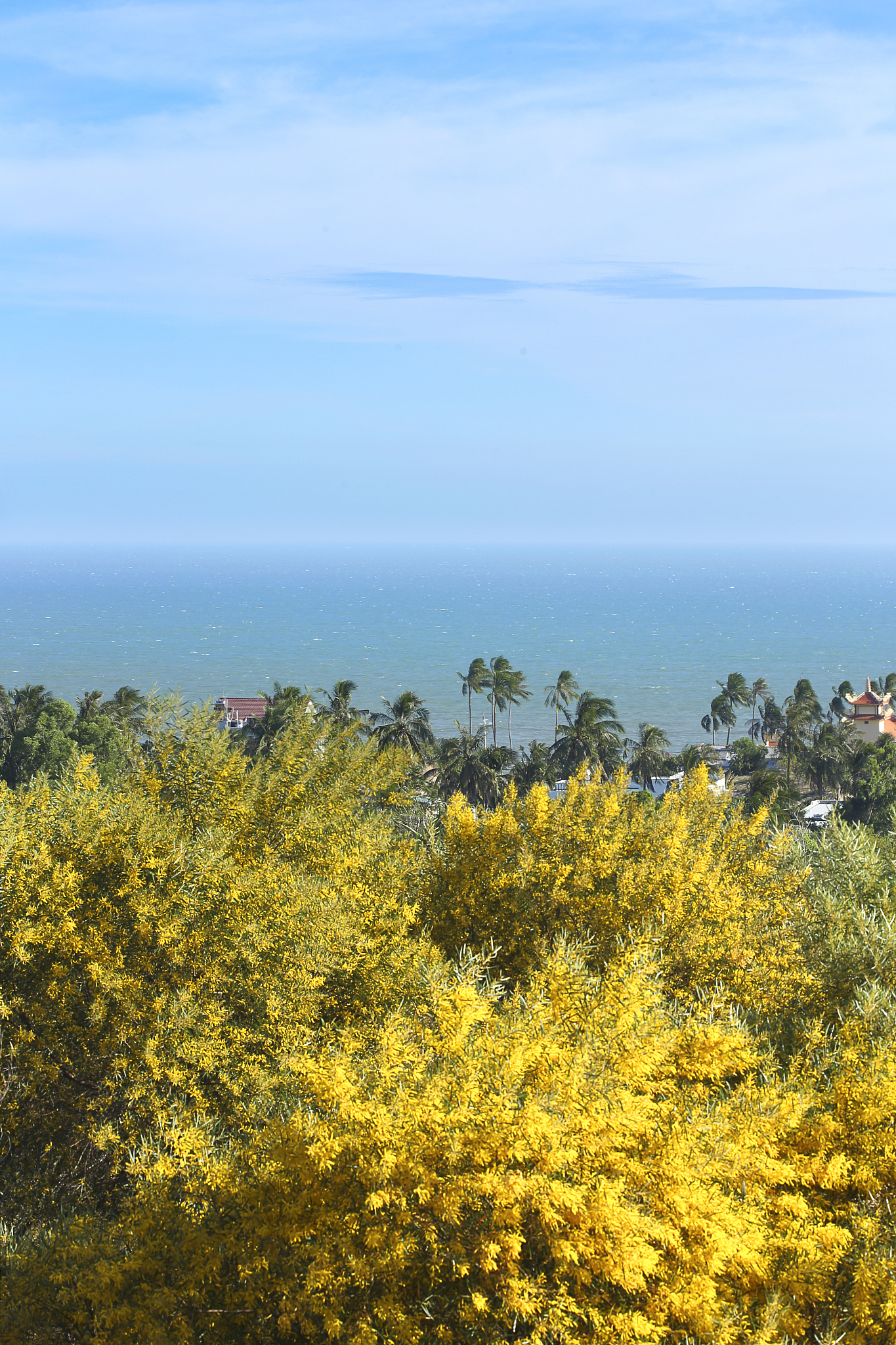 acacia floribunda (gossamer wattle)
