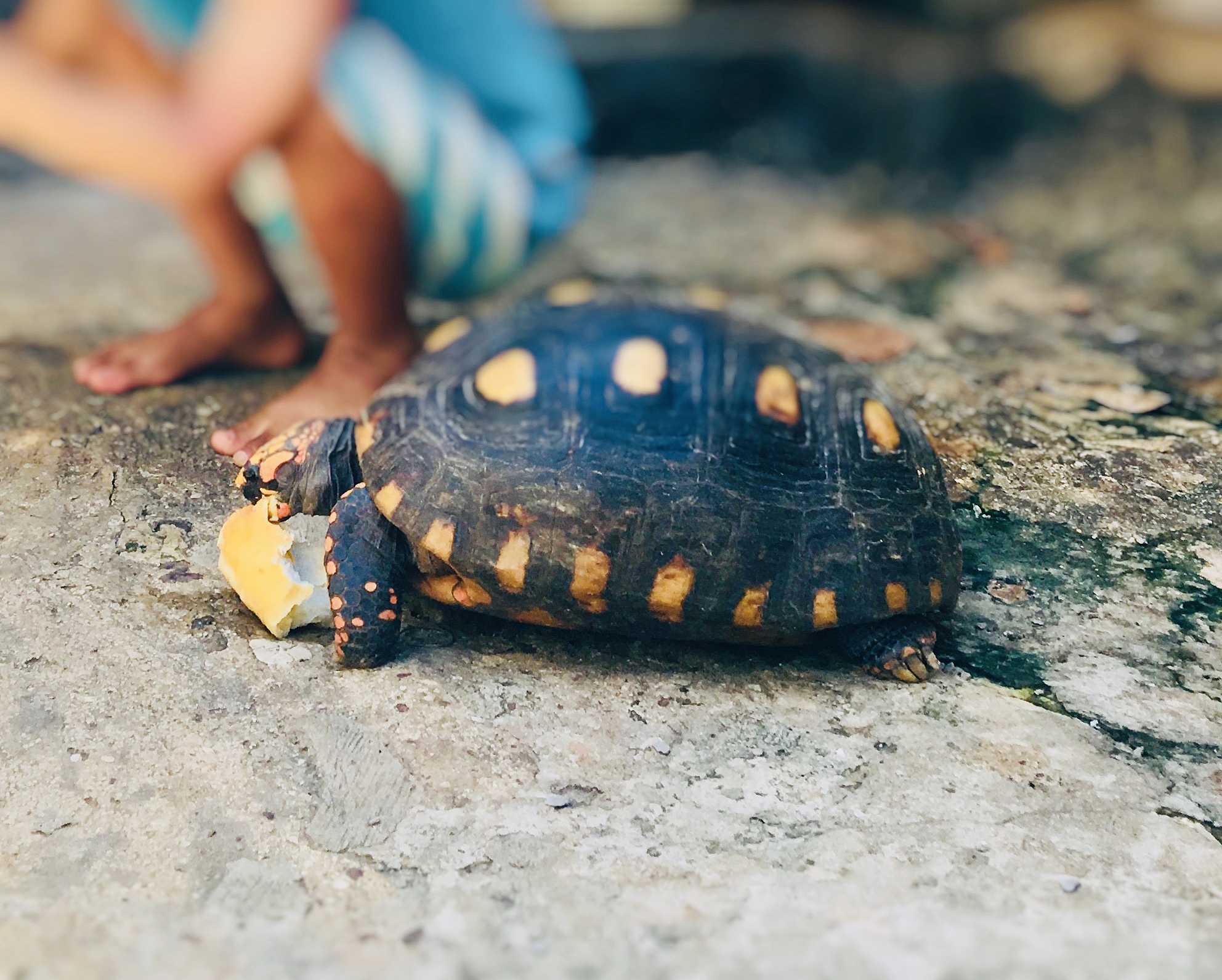 little boy feeding tortoise