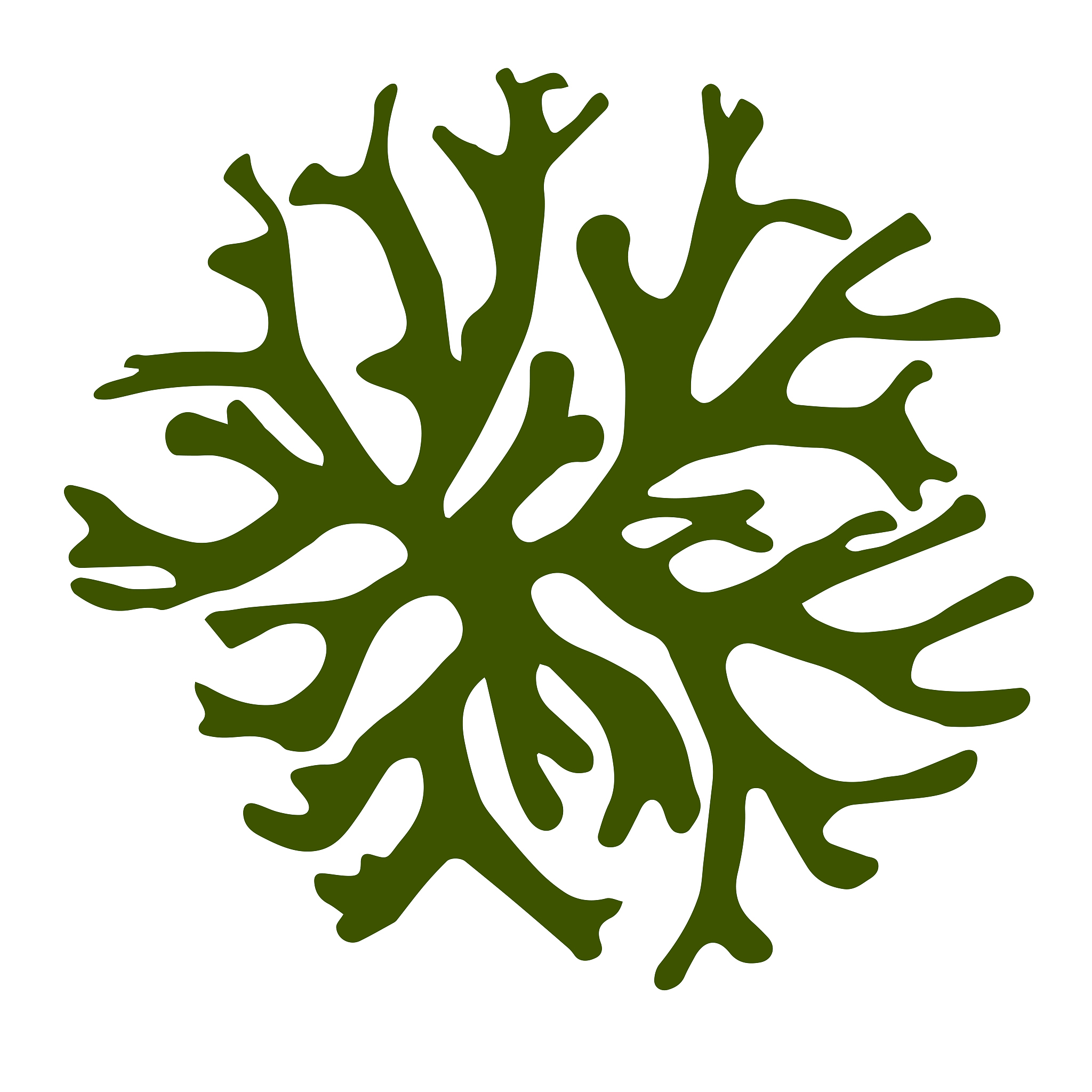 seeweed ulva green algae