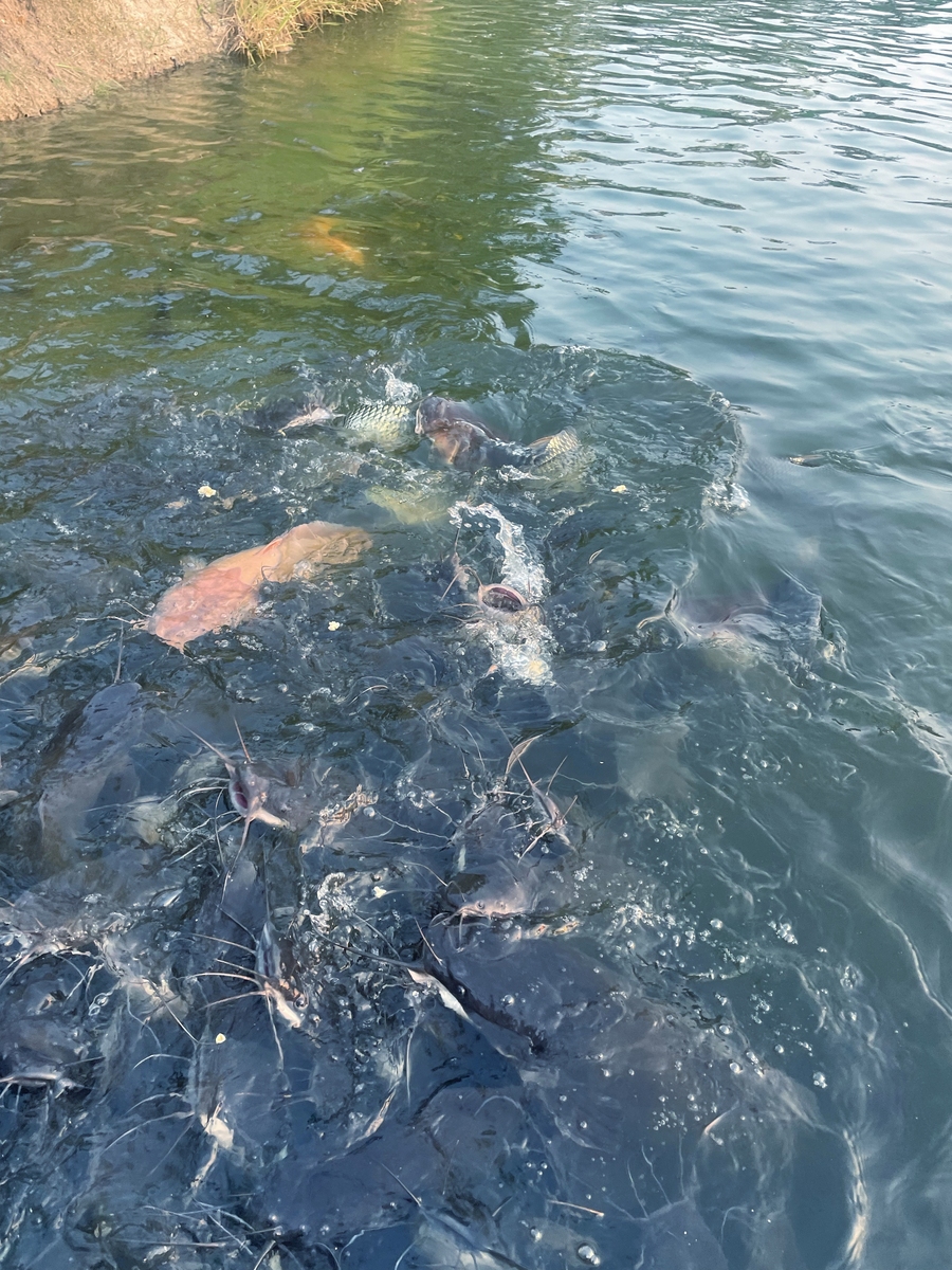 淡水养殖专业需要具备哪些知识