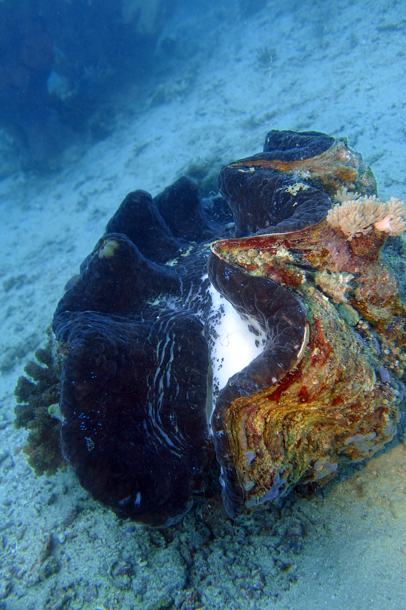 海洋生物