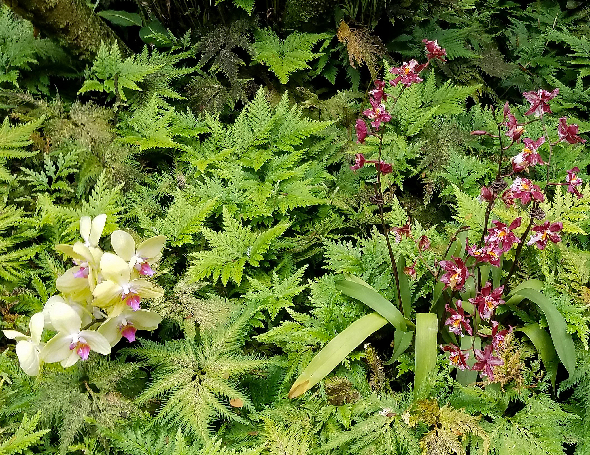 半枝莲的功效与作用及禁忌网用法佳