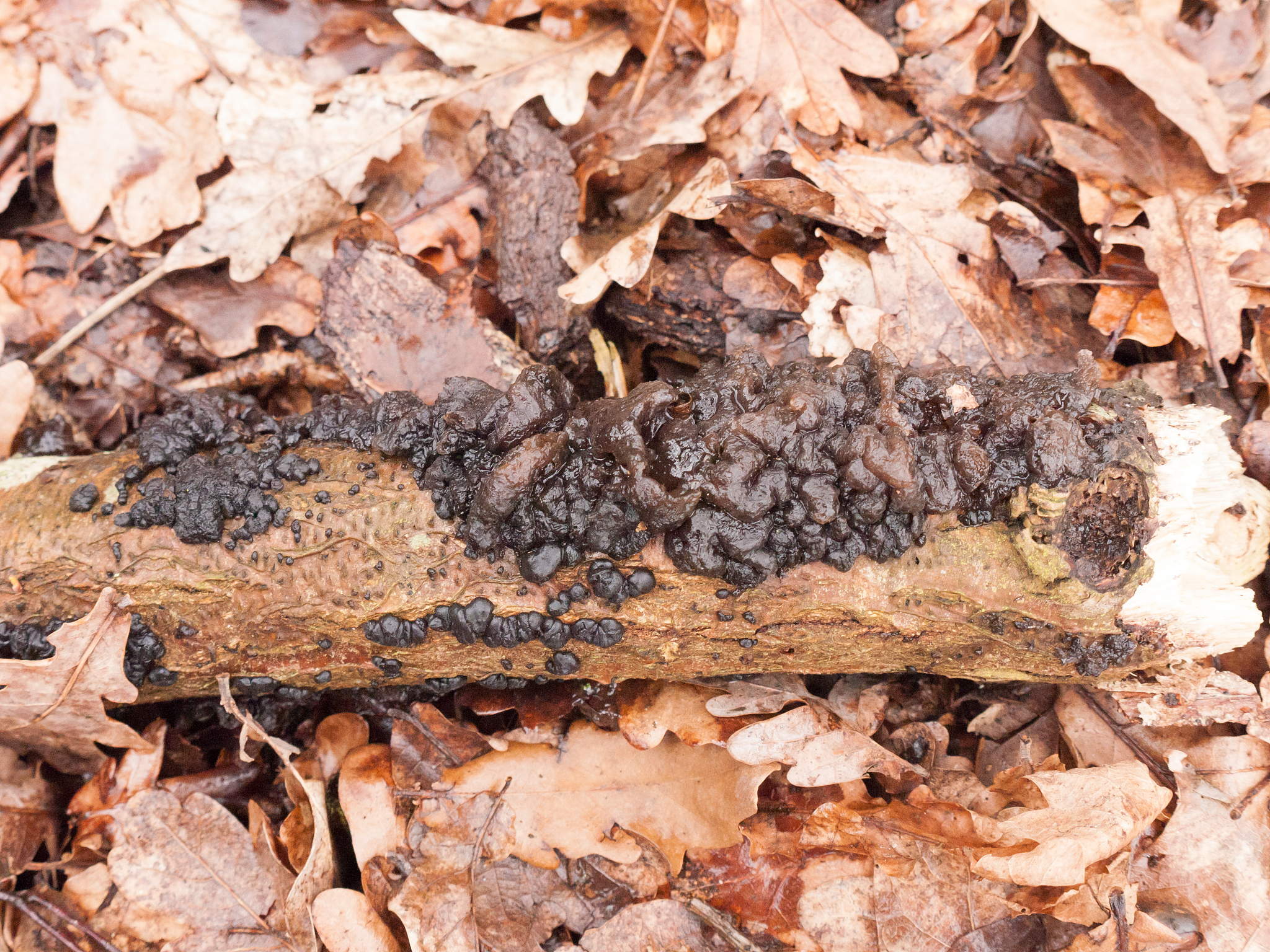 witches butter black fungi fungus growing on log forest floor sp