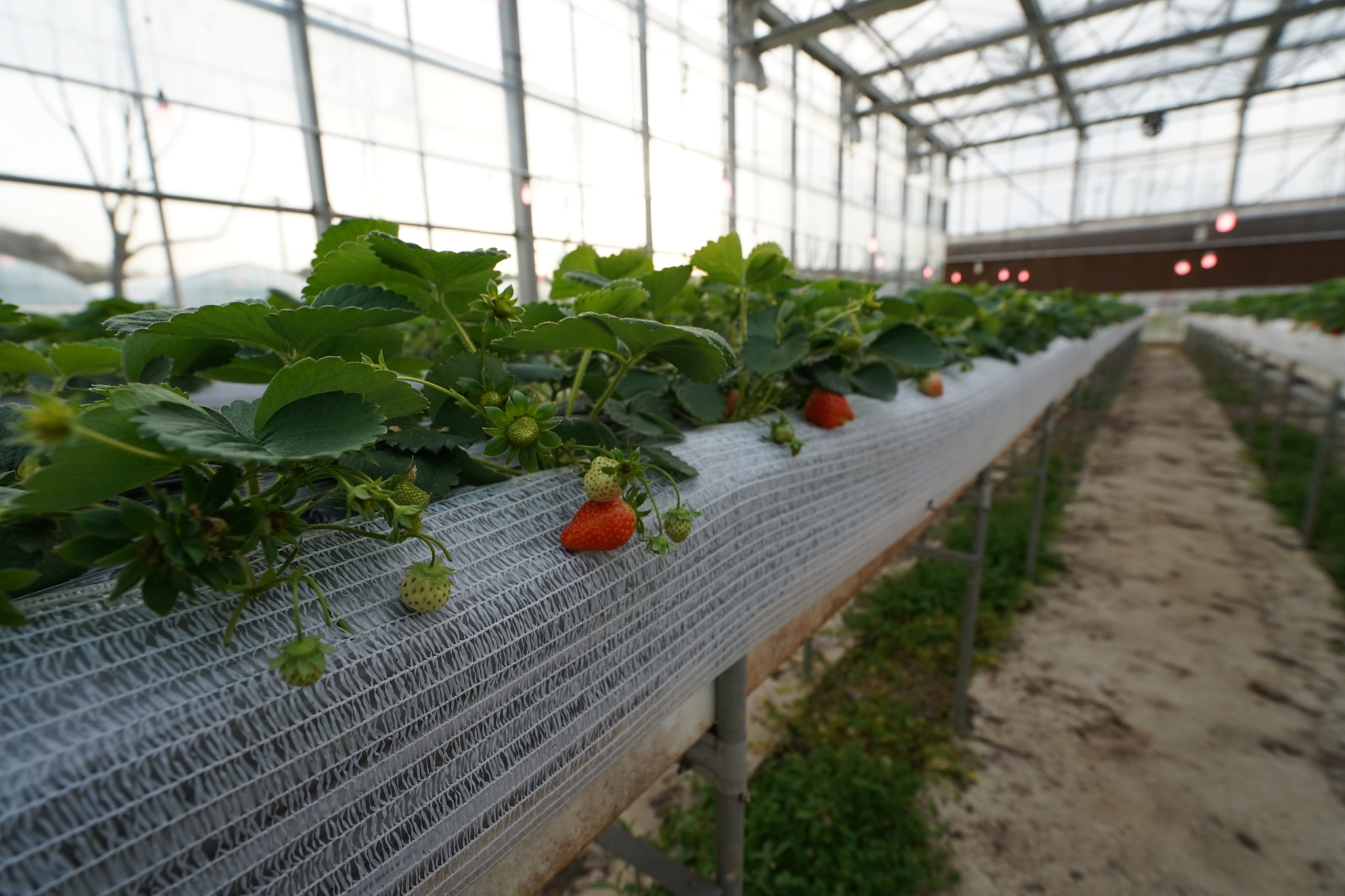 温室蔬菜悬吊栽培模式：高效节约空间的种植方式