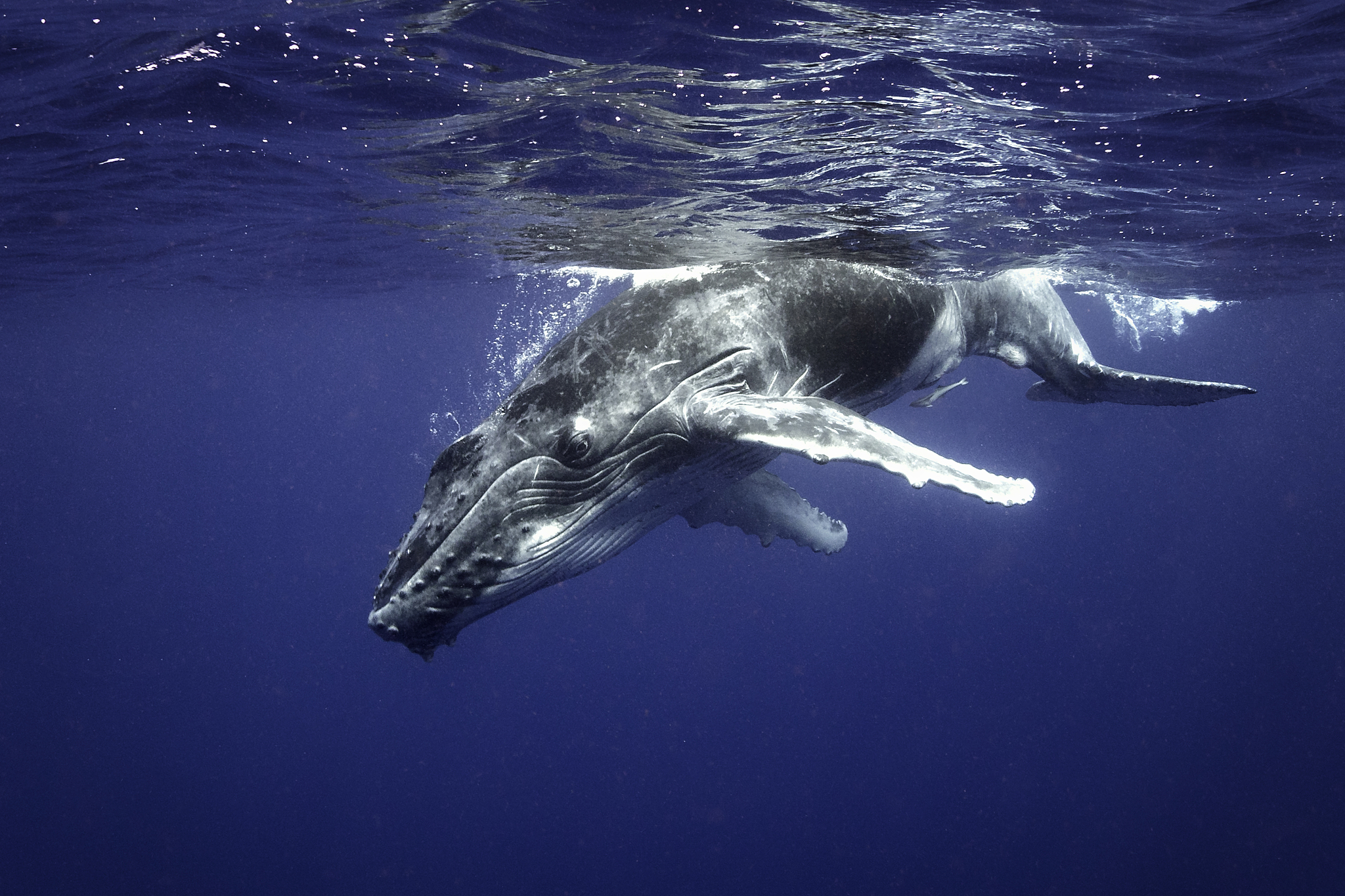 探索海洋巨兽：关于鲸鱼你不可不知的知识