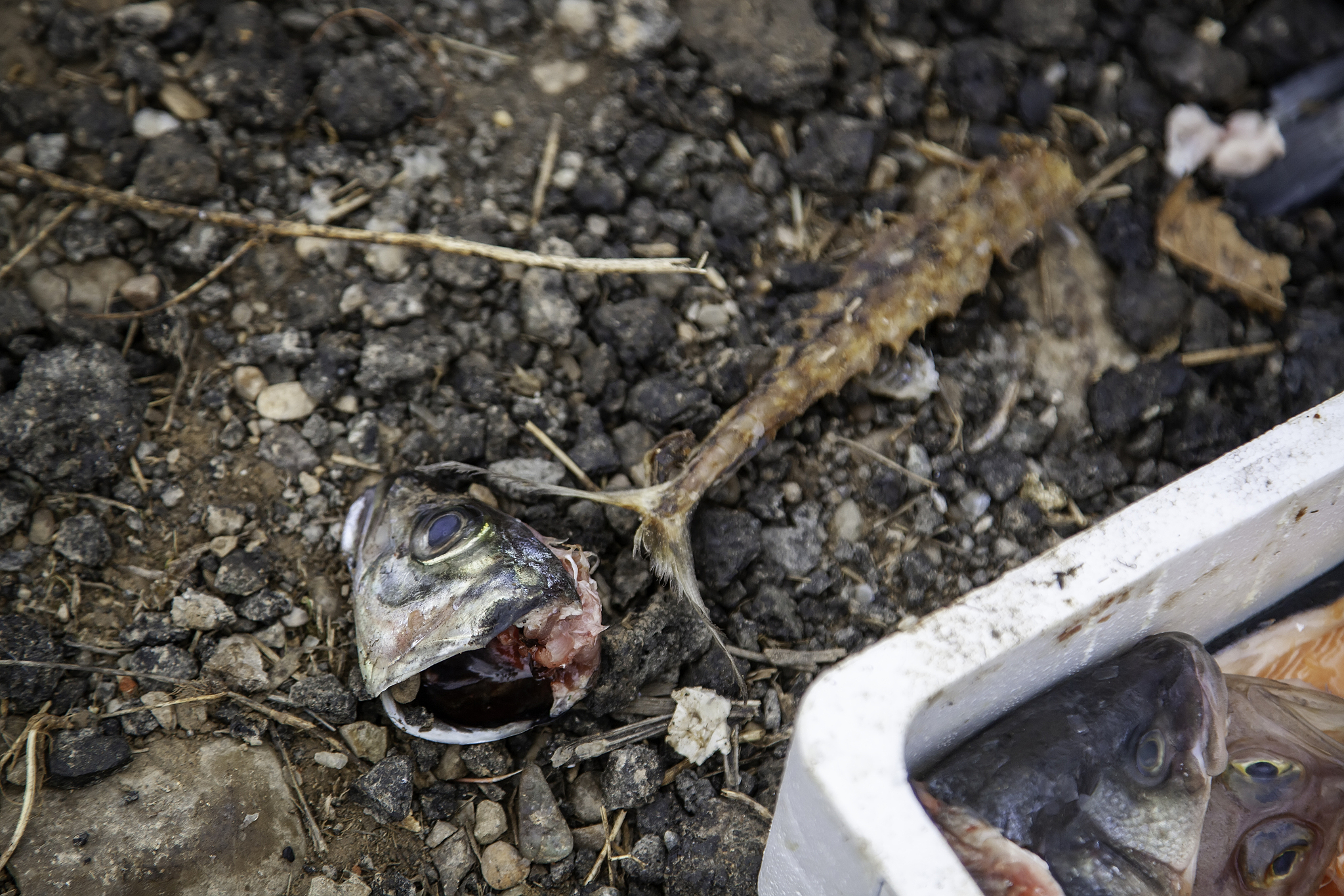 三文鱼：营养价值、养殖方式与食用指南