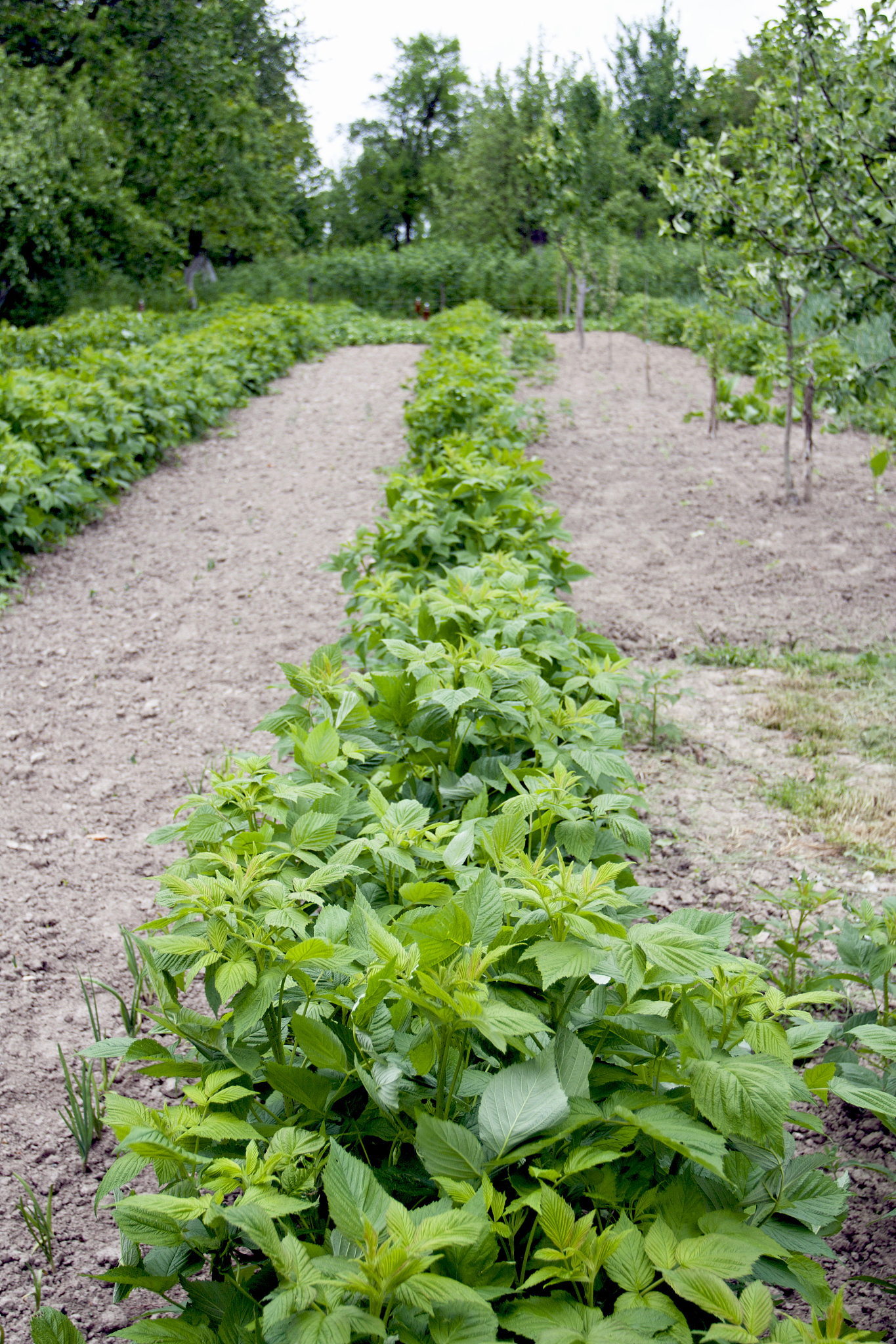 growing of raspberry