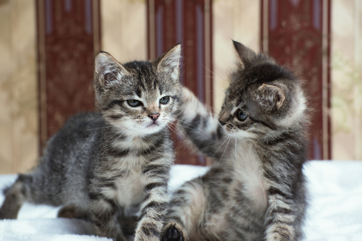 为什么不能养五只猫？