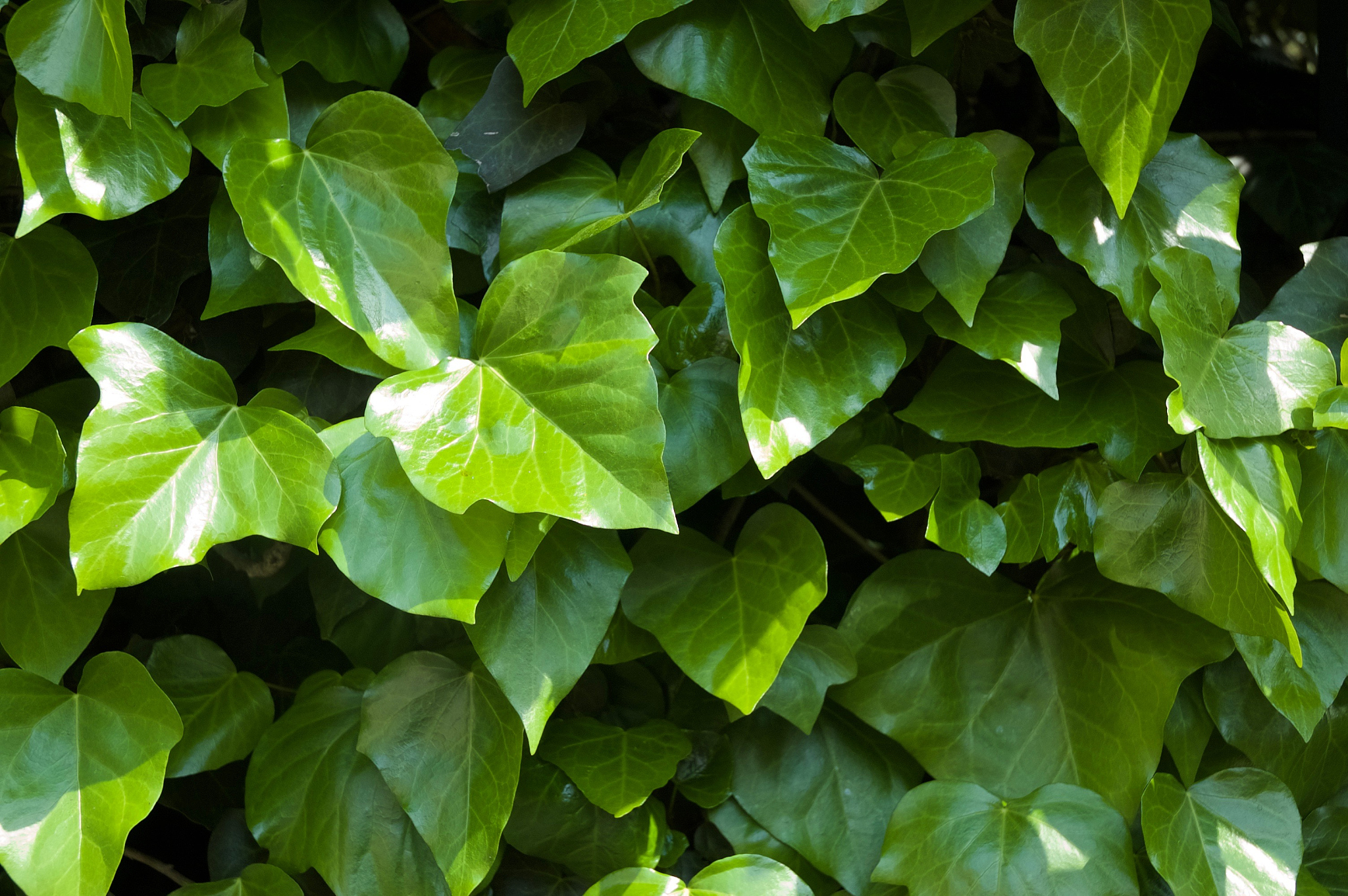 ivy