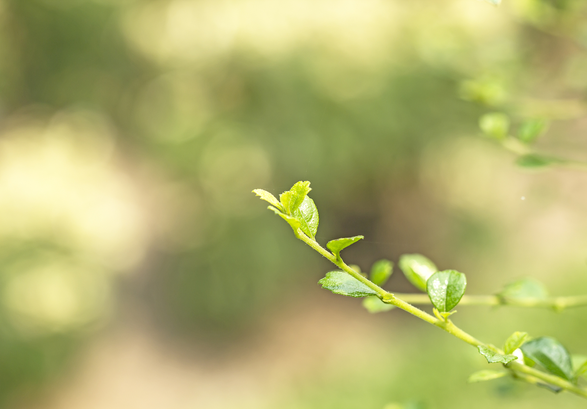 请帮我写1篇650字的博客文章主题是：春雨的描写唯美句子