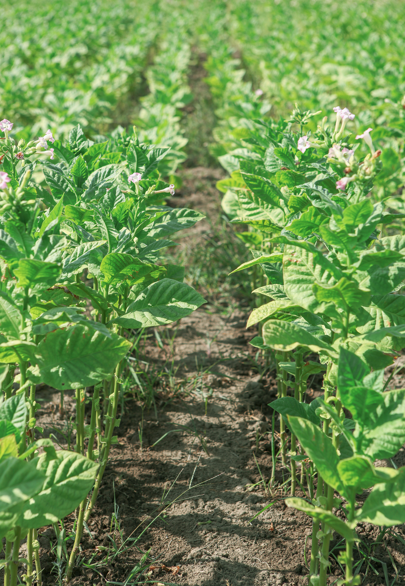 tobacco field