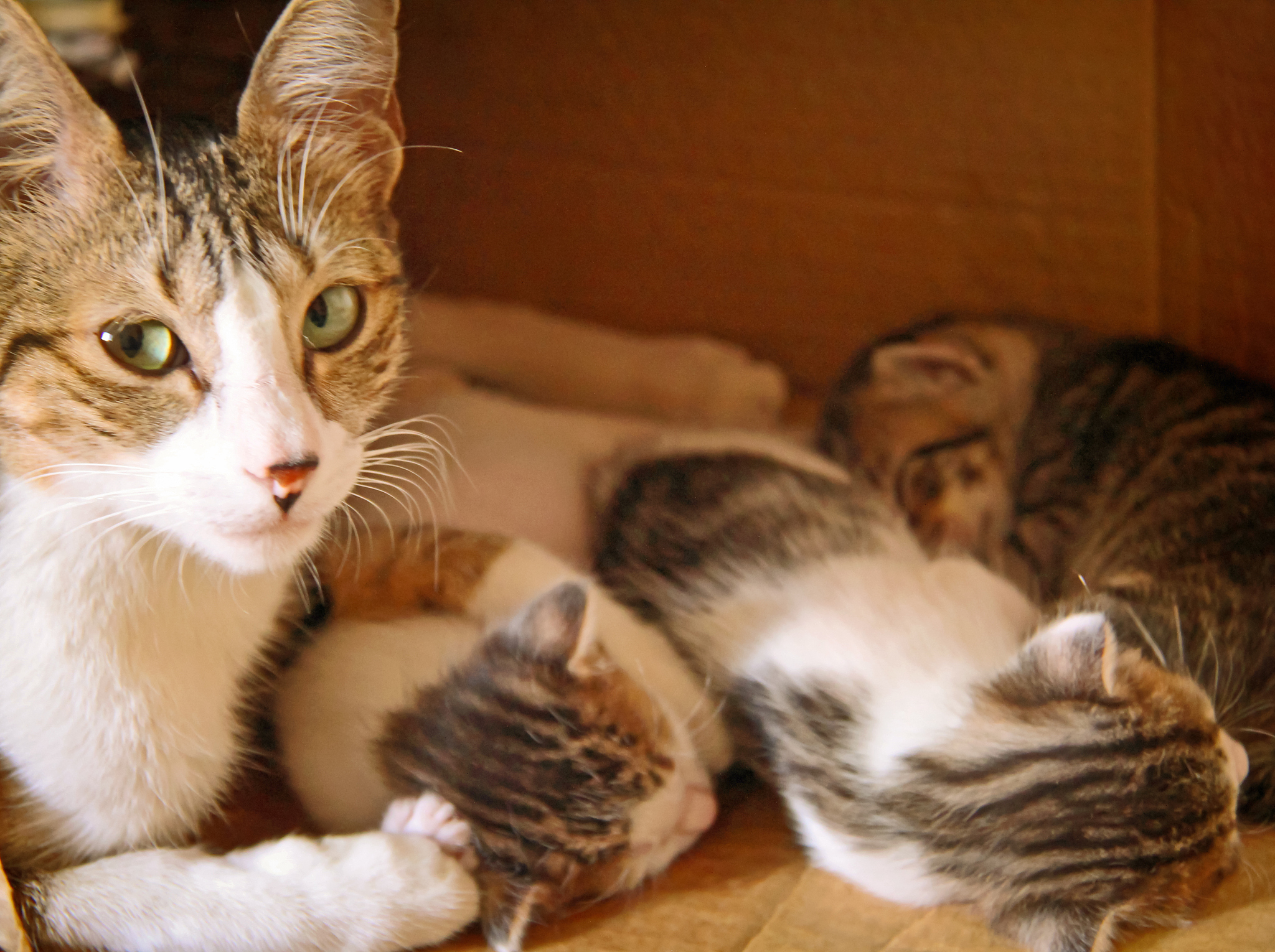 1200字关于猫妈妈为什么喜欢叼着小猫往主人怀里塞？