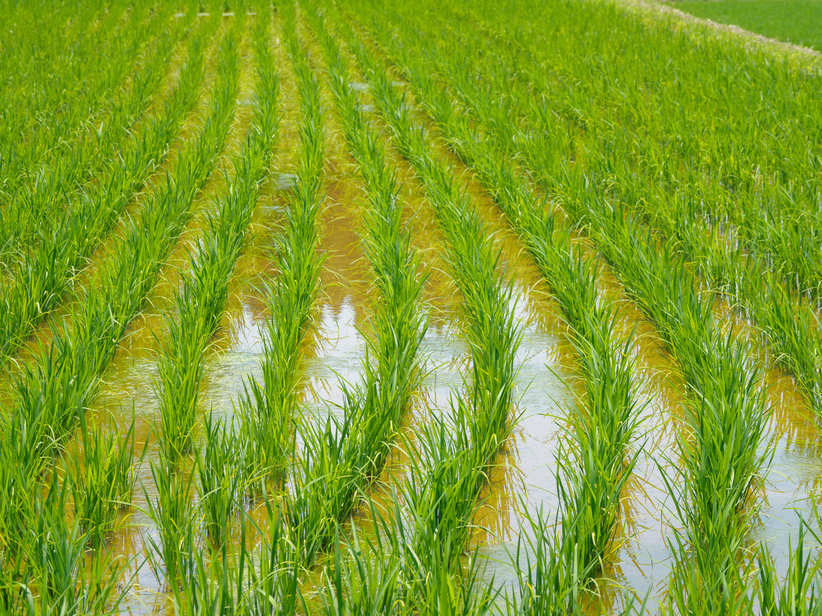 农、林、牧、渔业项目名称