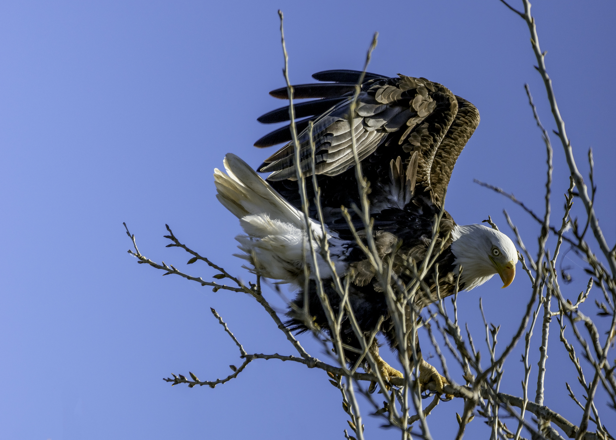 bald eagle u turn