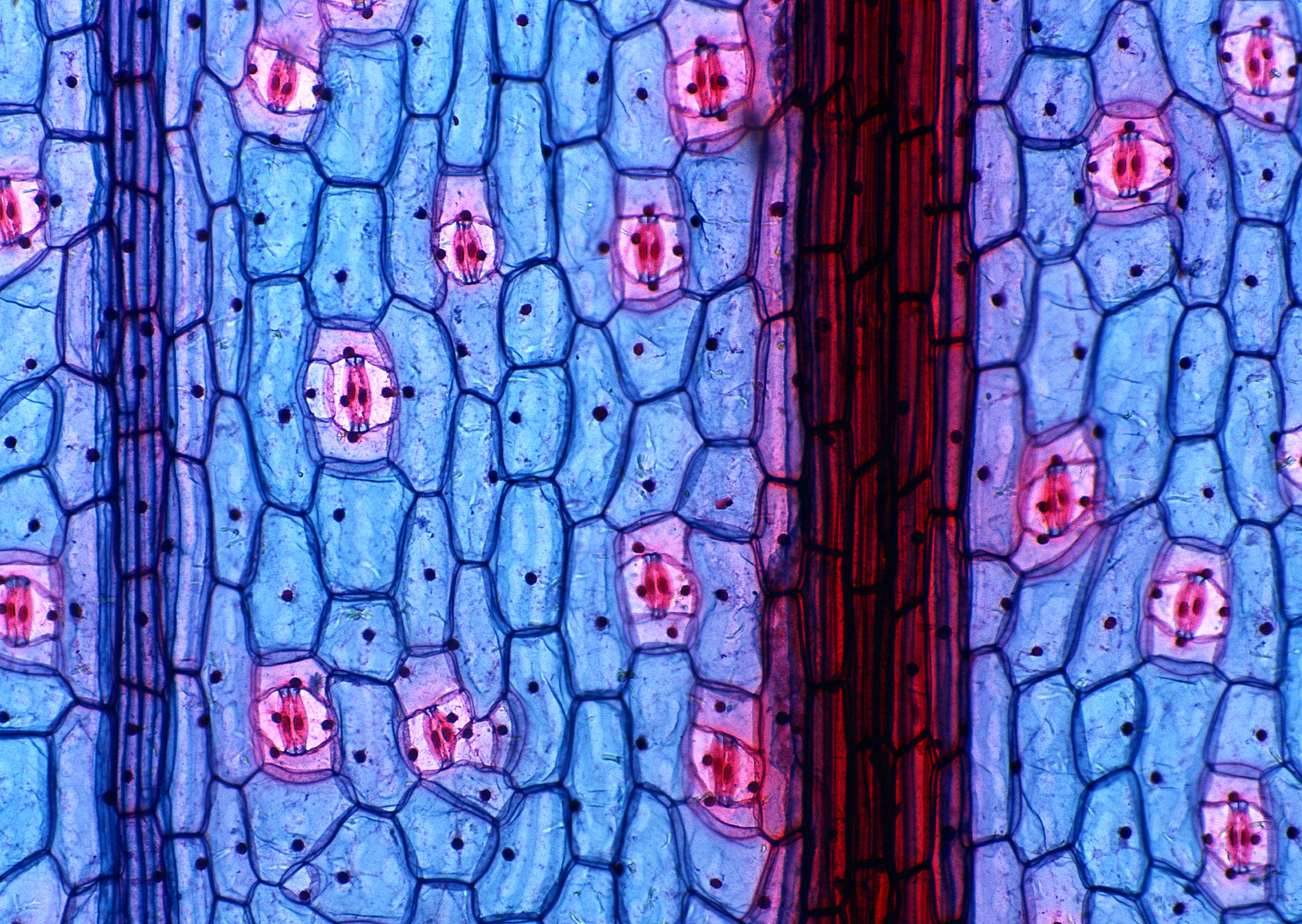 生物膜特征及生理功能:结构、通透性、识别与信号传导 生物膜特征及生理功能:结构、通透性、识别与信号传导