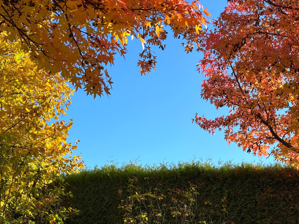 请写一篇中考满分作文题目是北京的秋通过夏天到秋天过渡的细节变化展现秋天悄然而至通过景物描写表现秋天的细节大量排比引用关于秋天的古诗名言名句表现北京秋的大气恢弘北京秋天独特的魅力和特点