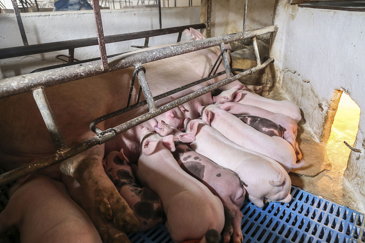 母猪的产后护理