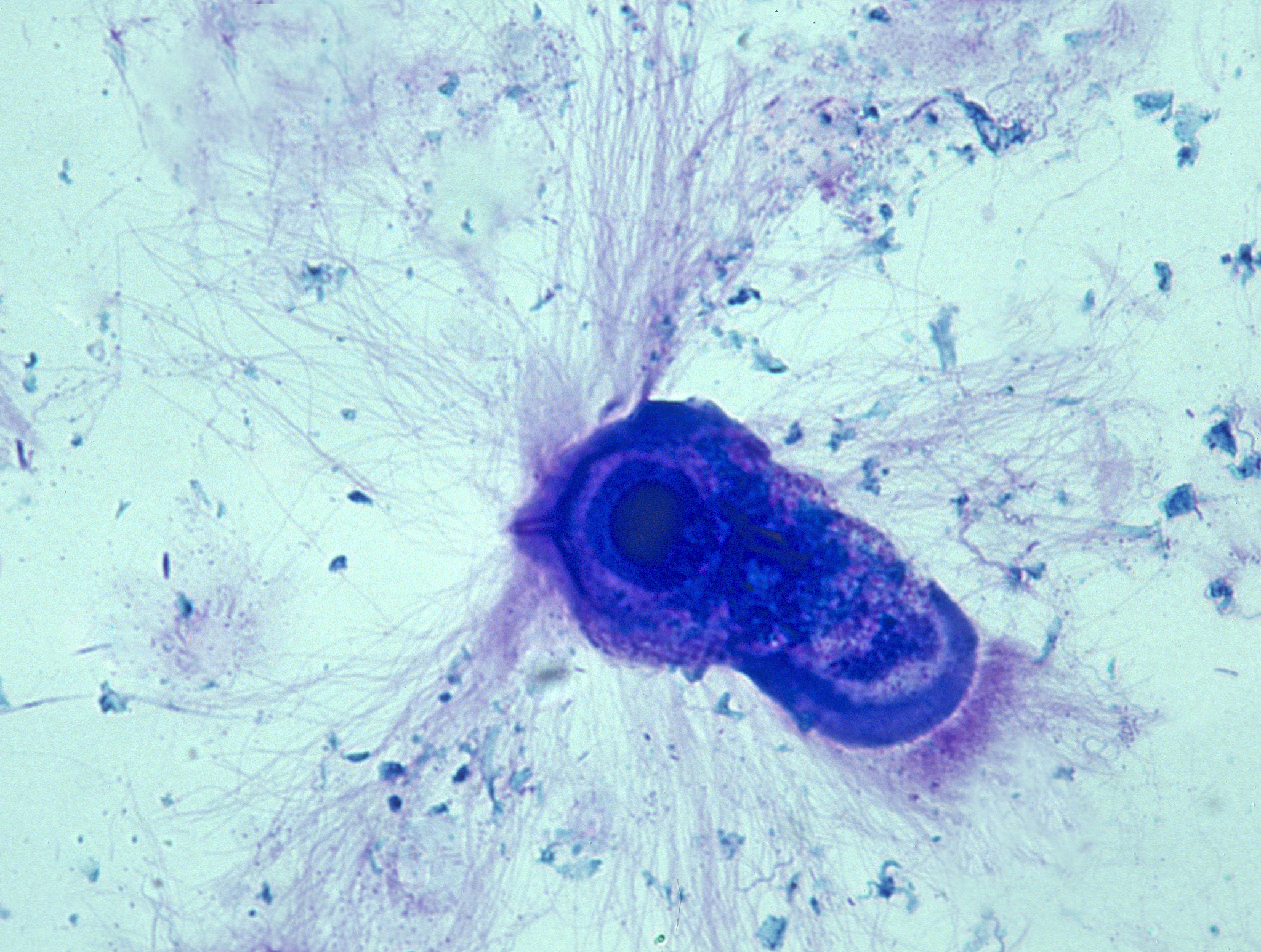 实验动物技术专科课程有哪些？