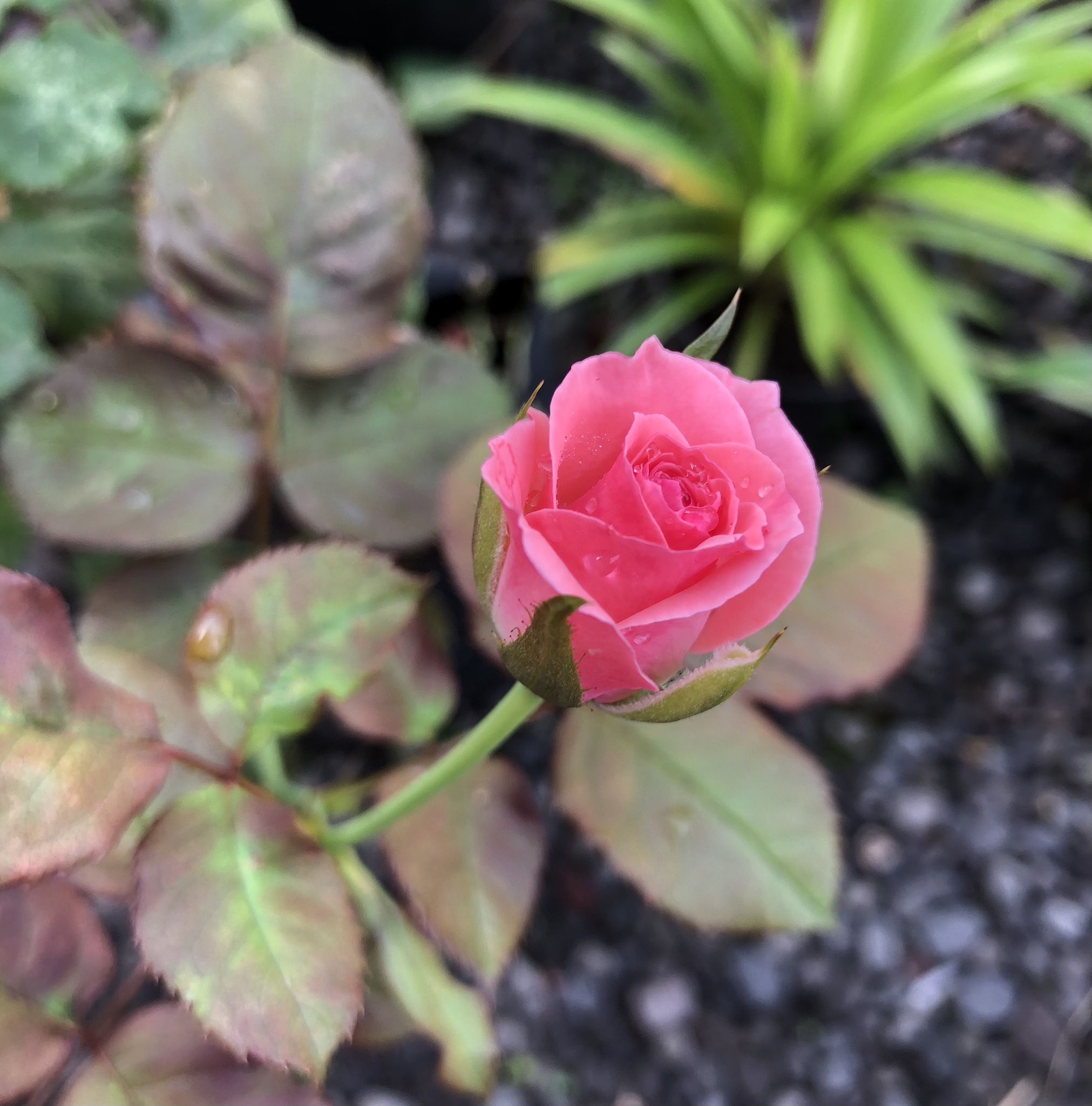 让月季花开爆盆！施肥秘籍，让你家的月季花又多又大