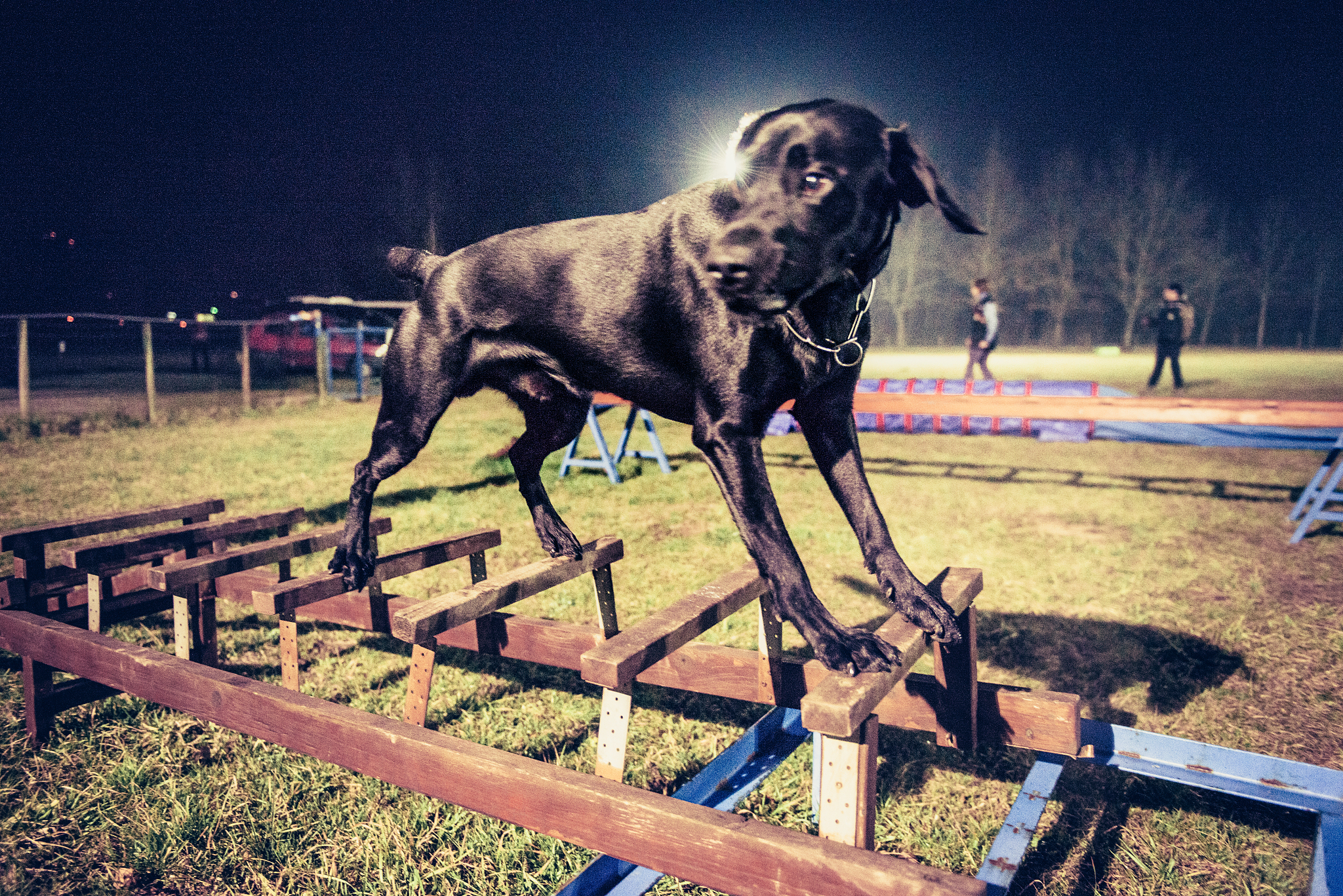 两只狗赛跑甲狗跑得快乙狗跑得慢跑到终点时哪只狗出汗多？