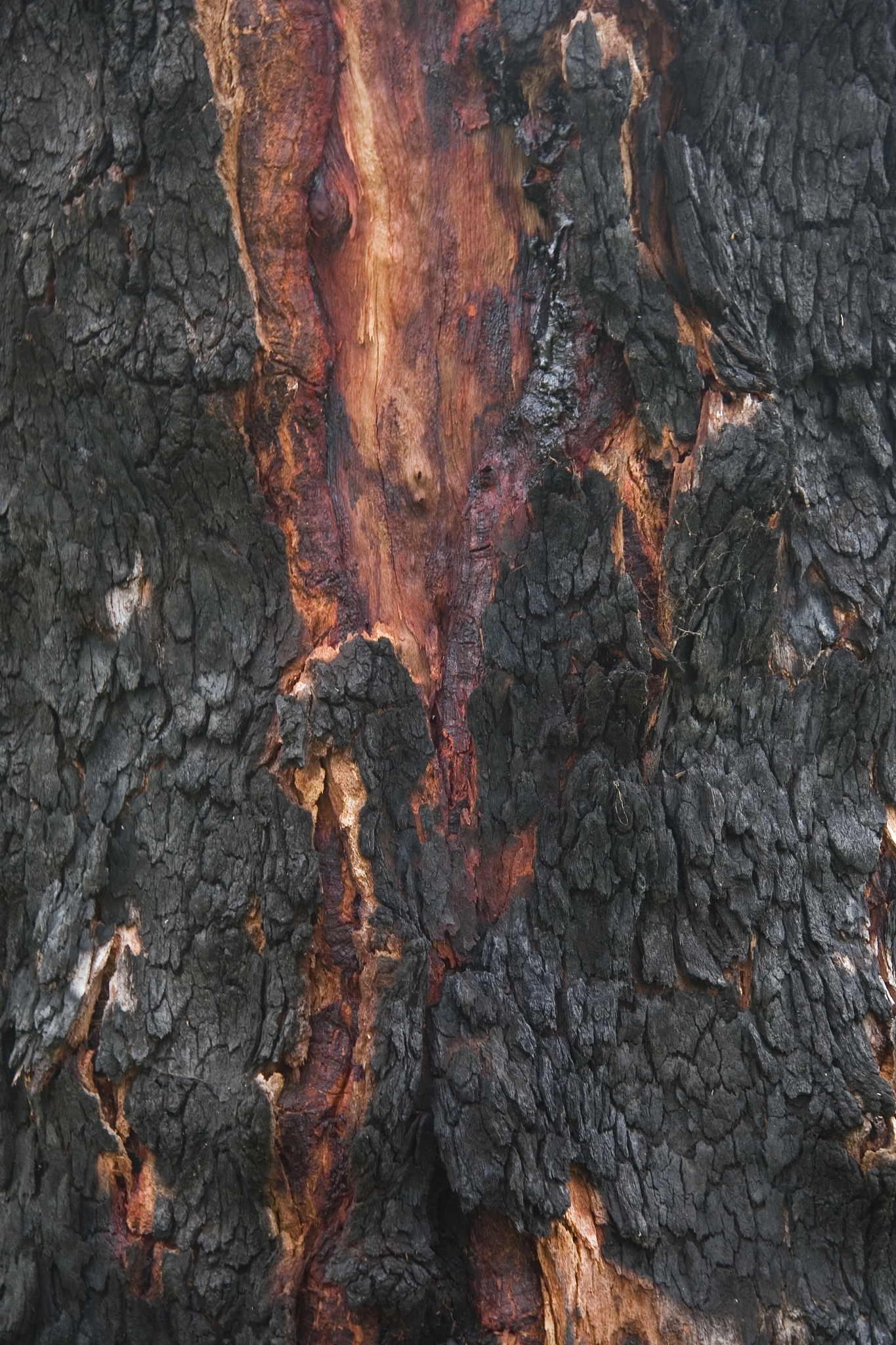 丛悲是什么意思 - 词语解释及含义