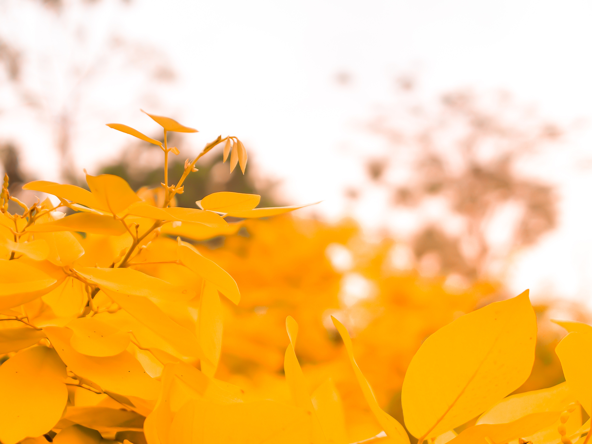 秋天的斑斓与静思：感受丰收与自然的魅力