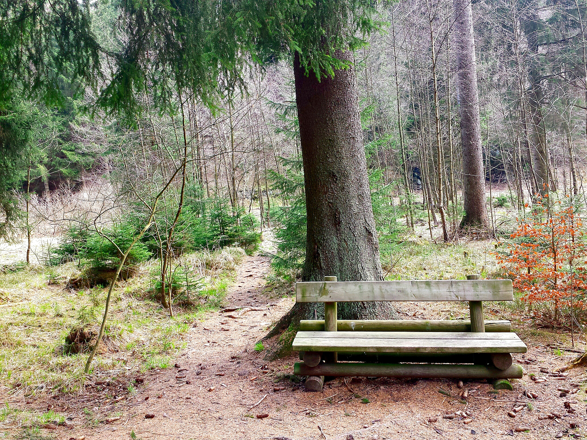 树木认知实习：收获与感悟