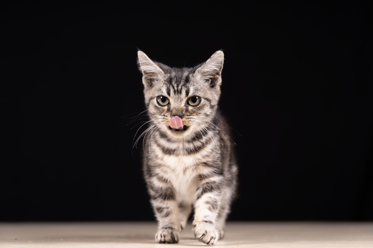 猫咪能预测天气吗？真相大揭秘！