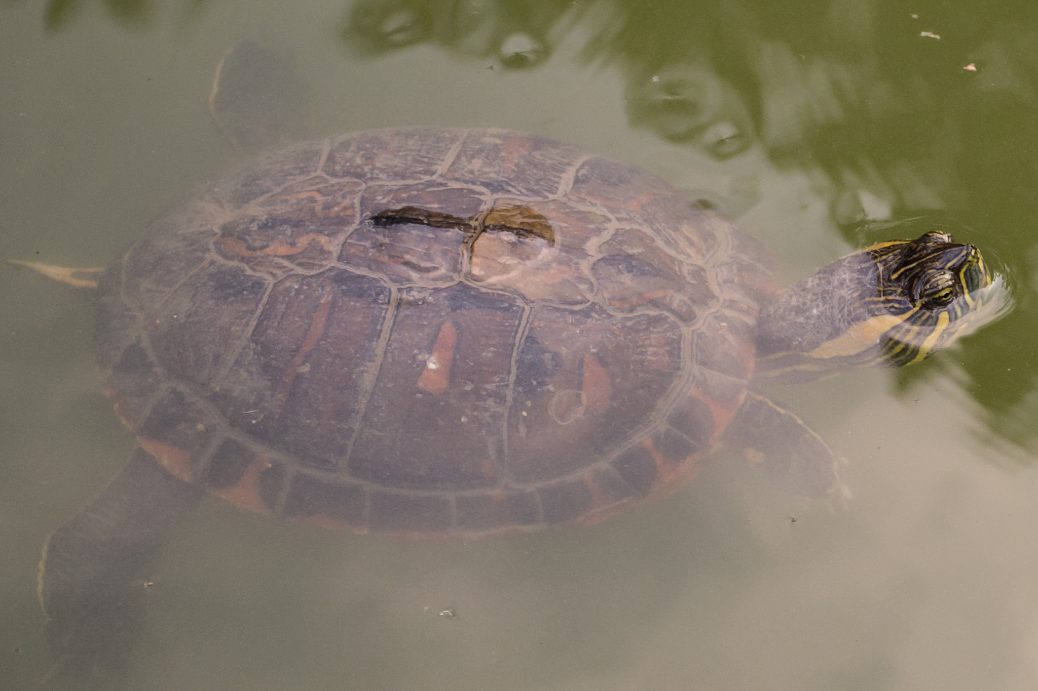 turtle