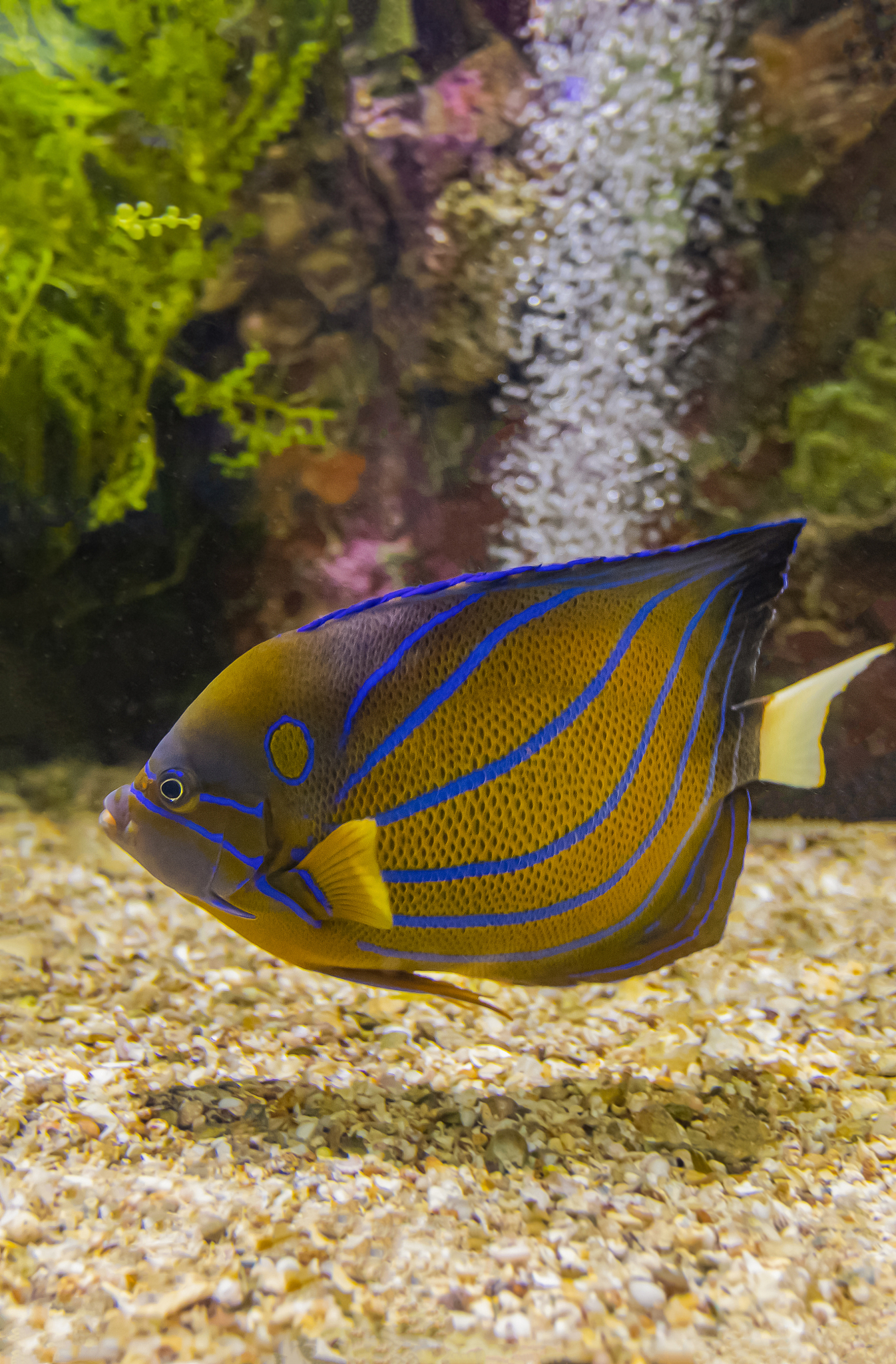 colorful sea fish and friends