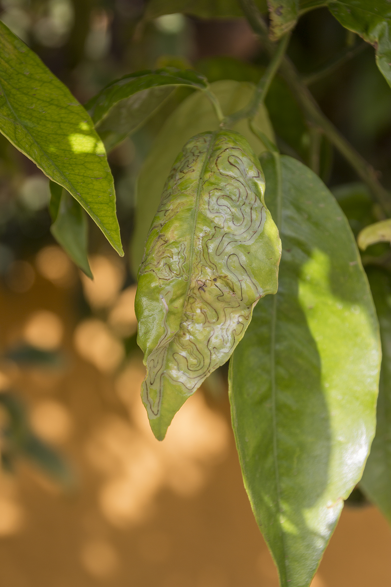 柑橘叶螨的天敌有哪些？——果树害虫防治必看