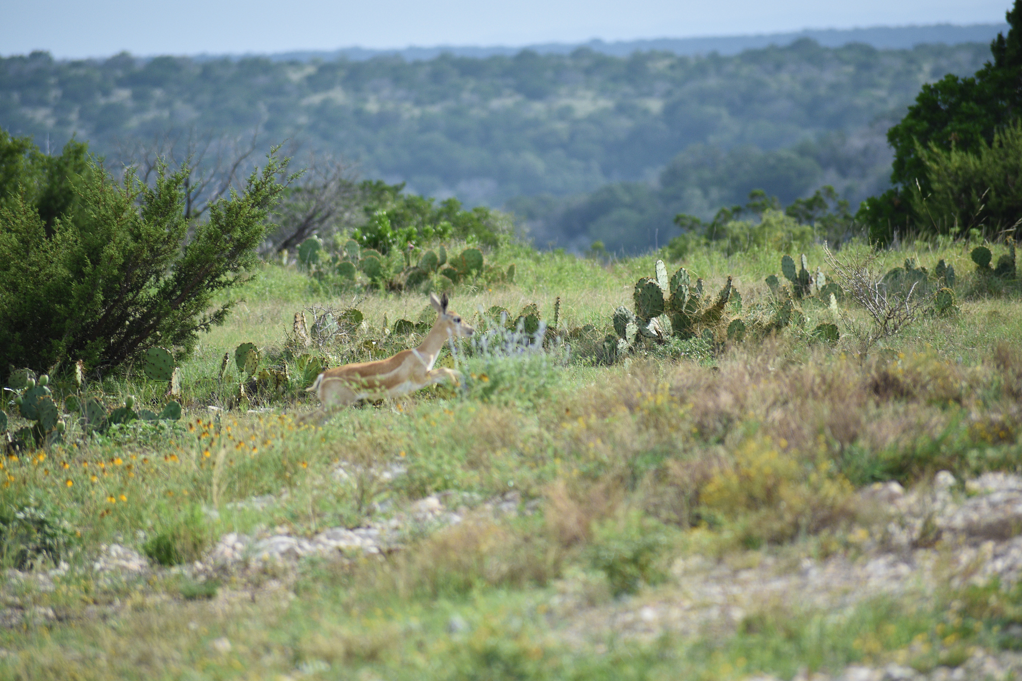 black buck doe