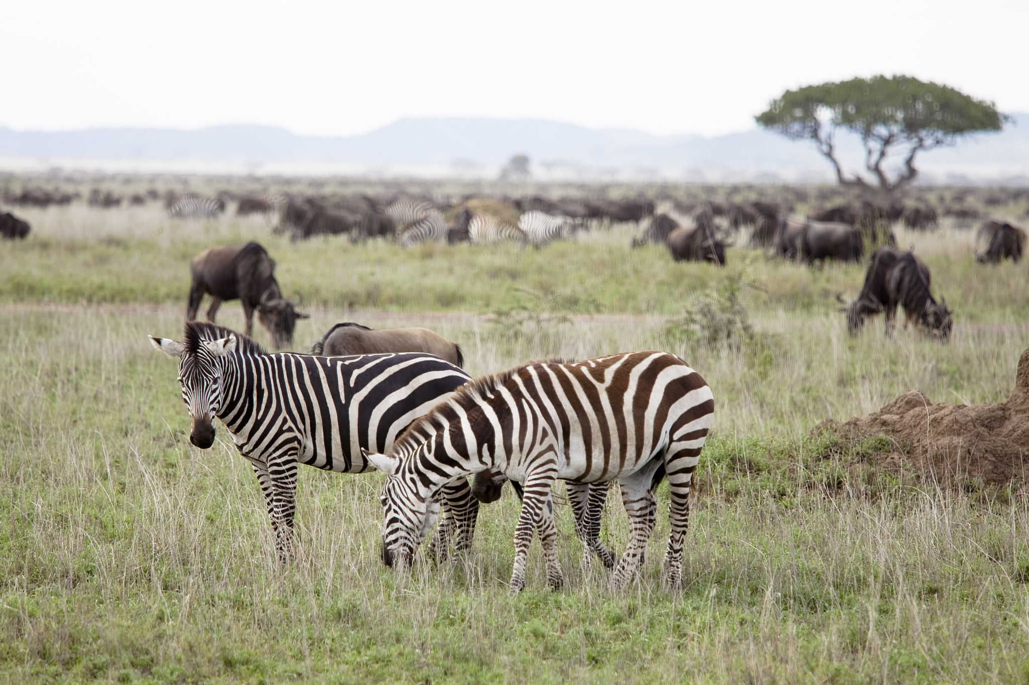 two african zebras with herd of zebras and wildebeests in backgr