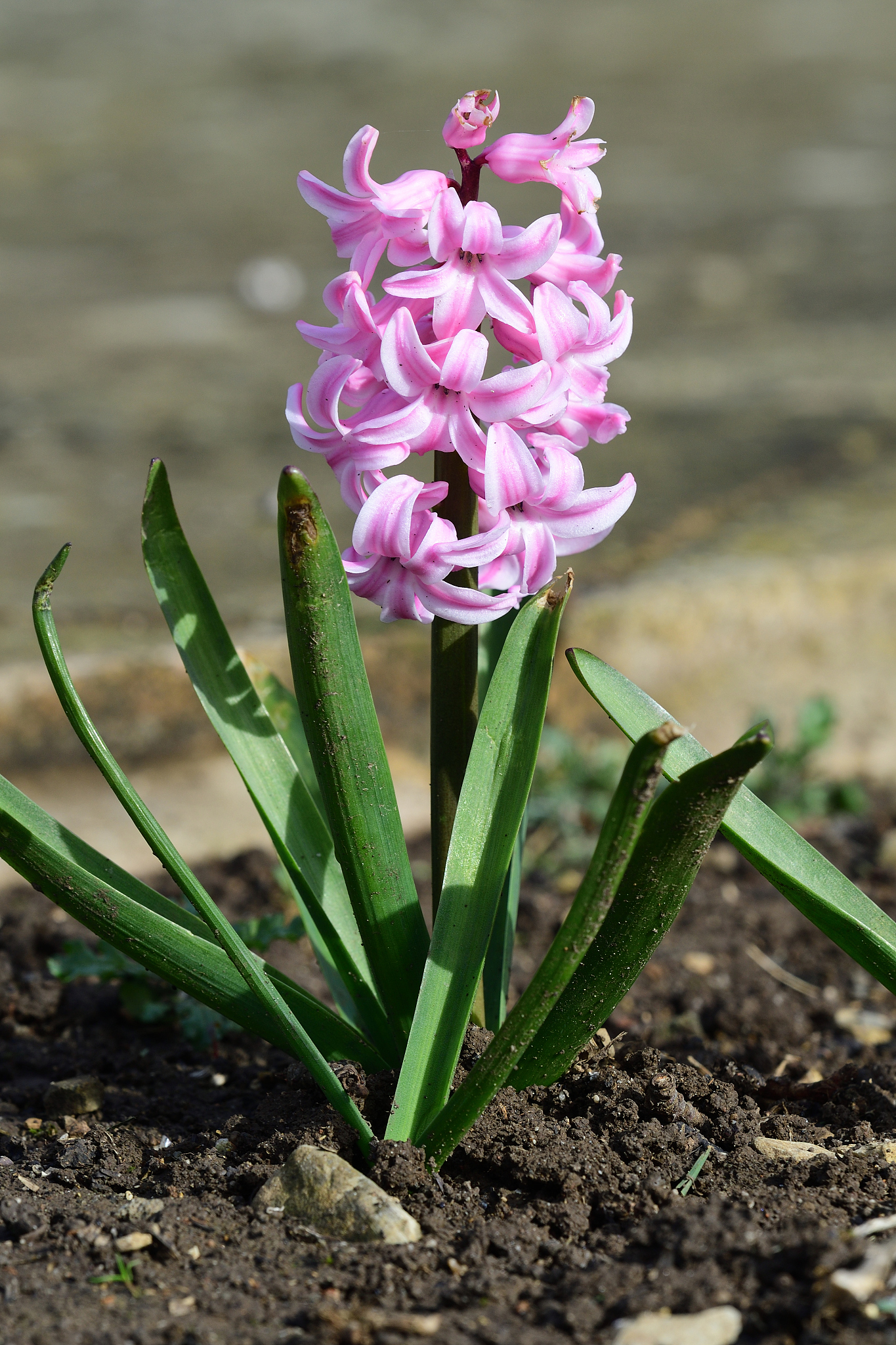 pink hyacinth flowers