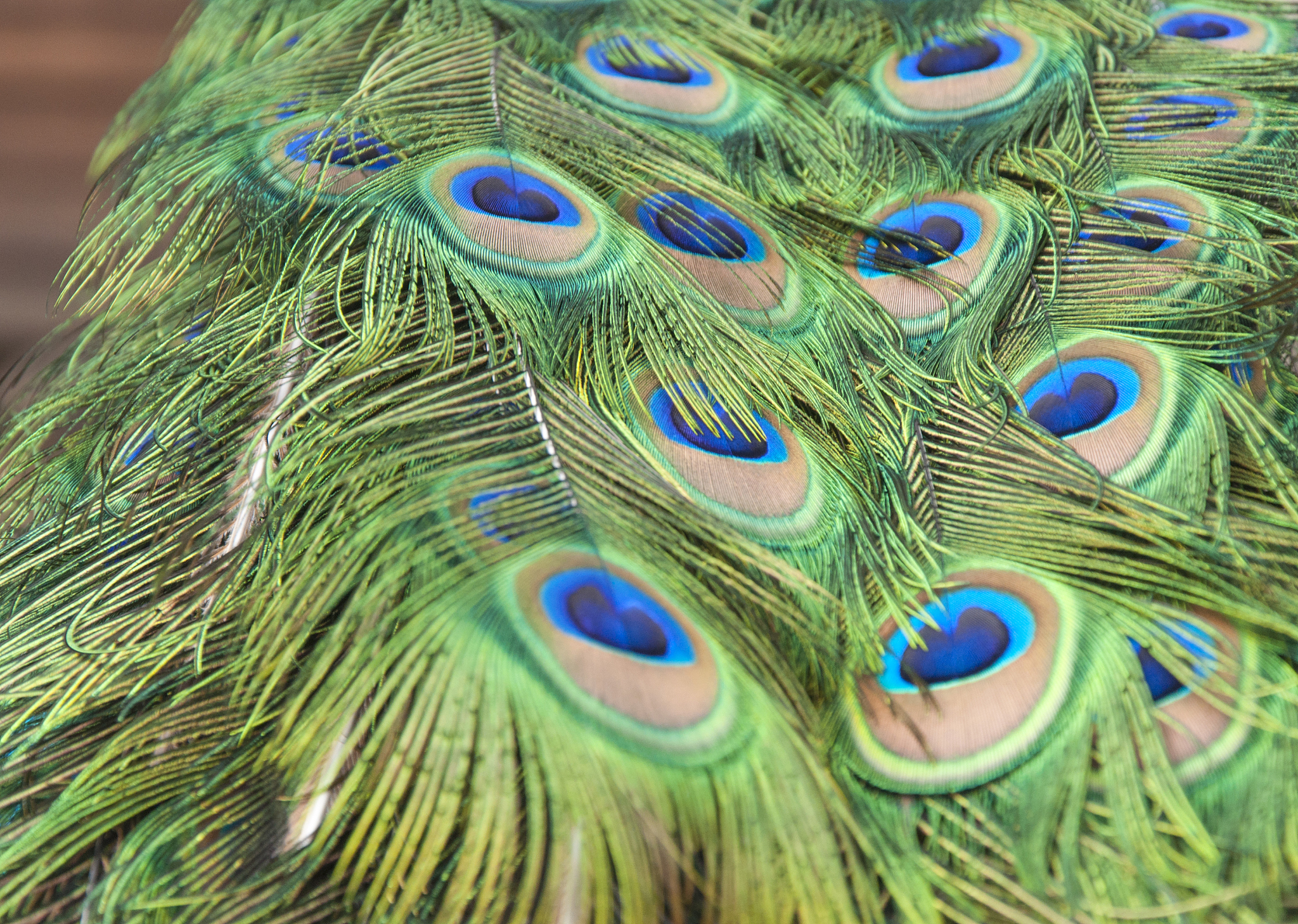 我的神鸟：神话再现！拥有彩虹羽翼，能实现愿望的神奇生物！