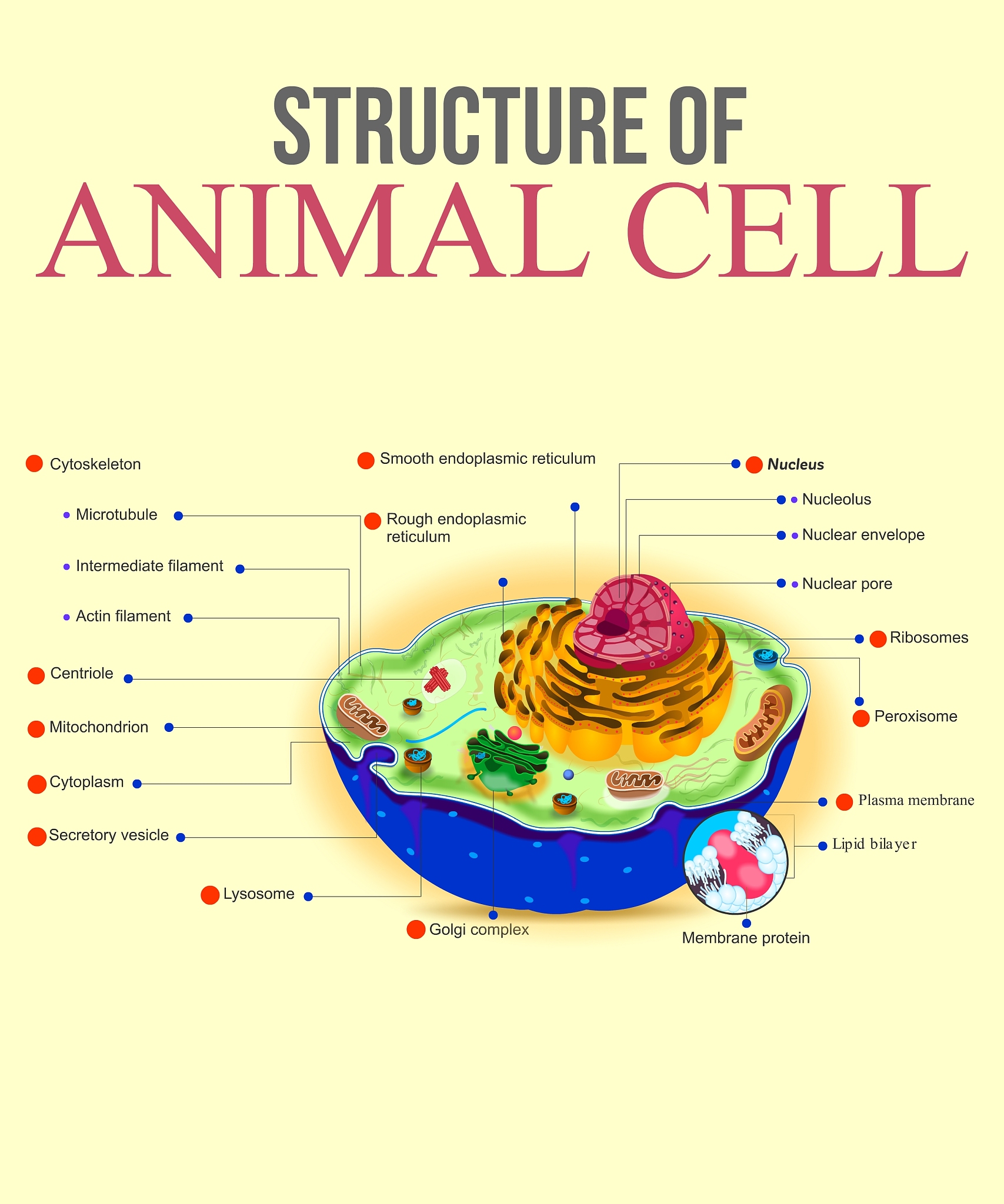 《BIOLOGY OF REPRODUCTION》期刊: 生殖生物学领域的权威期刊