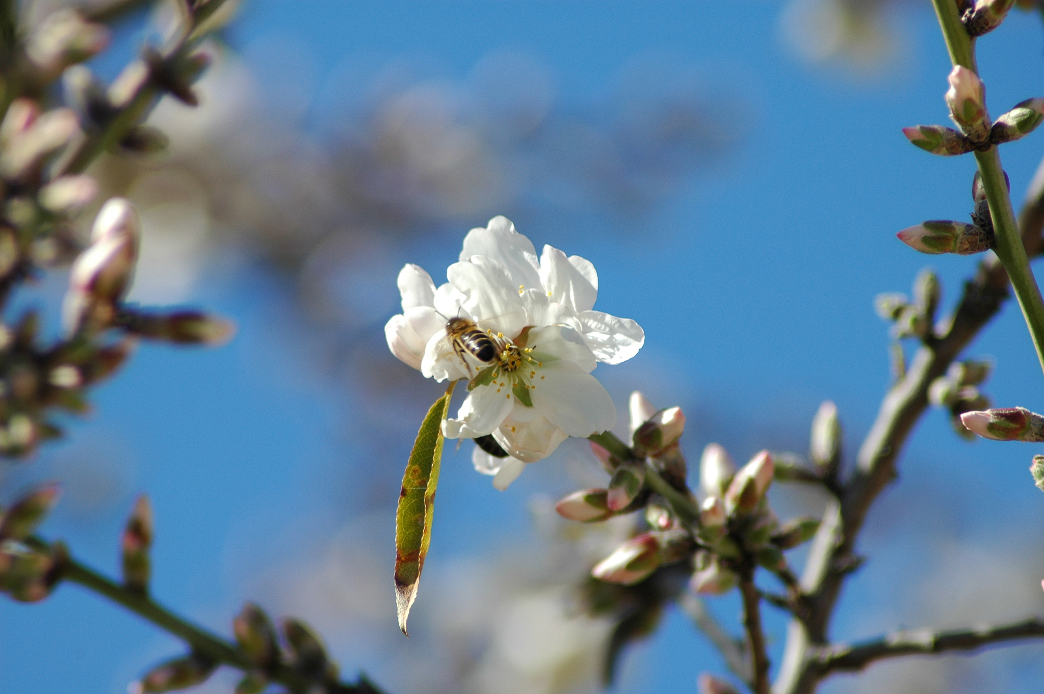 mandelblüte in spanien