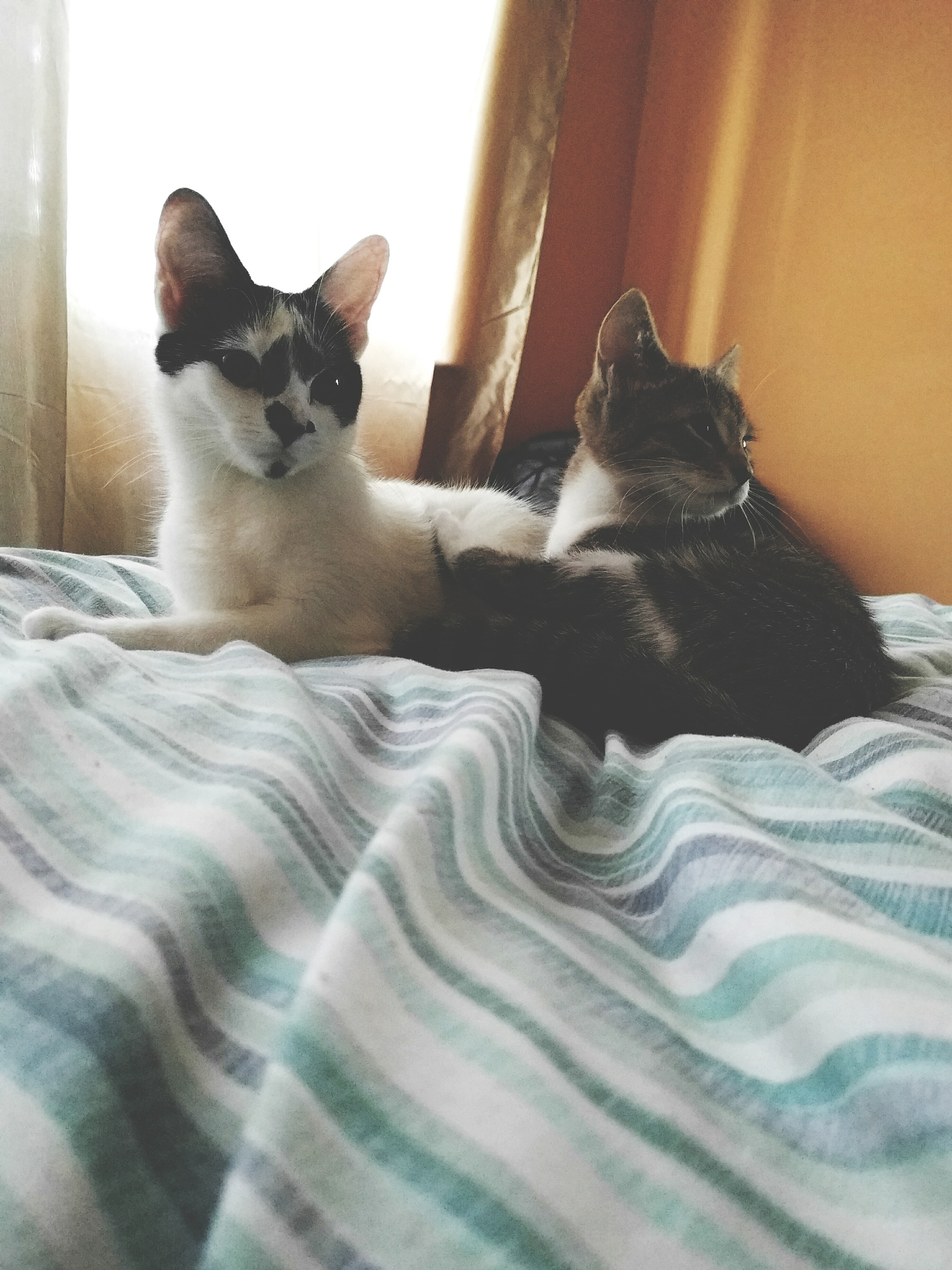 狗狗文化 狗屎文化 青蛙文化 还有什么动物文化