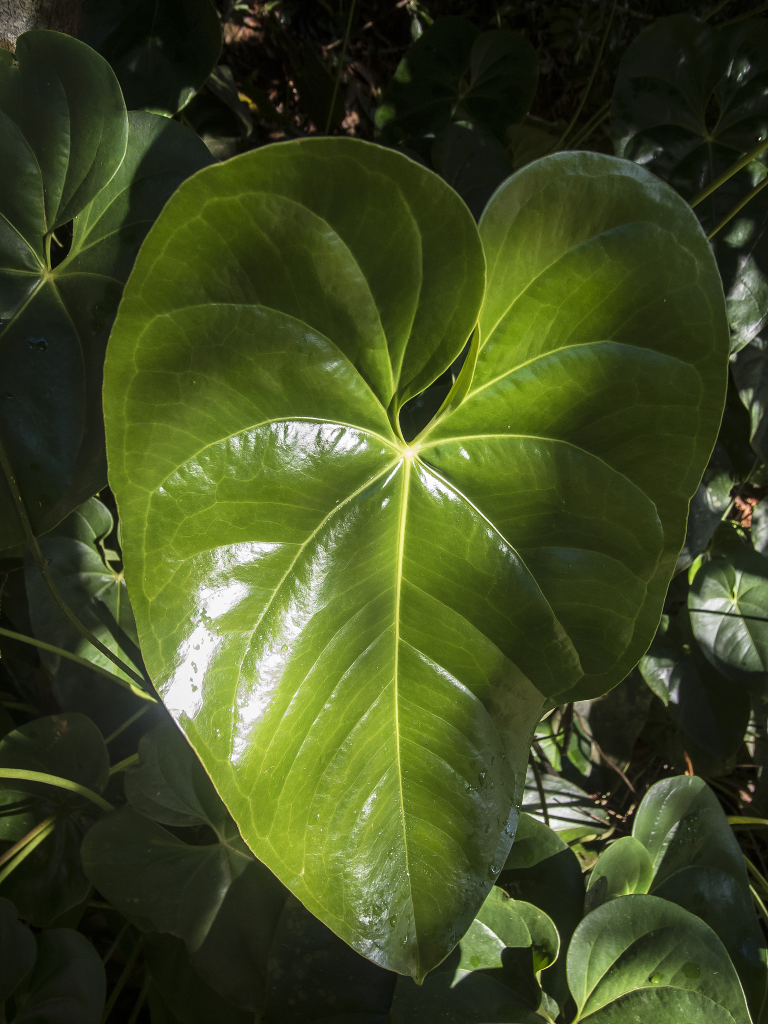 anthurium flower