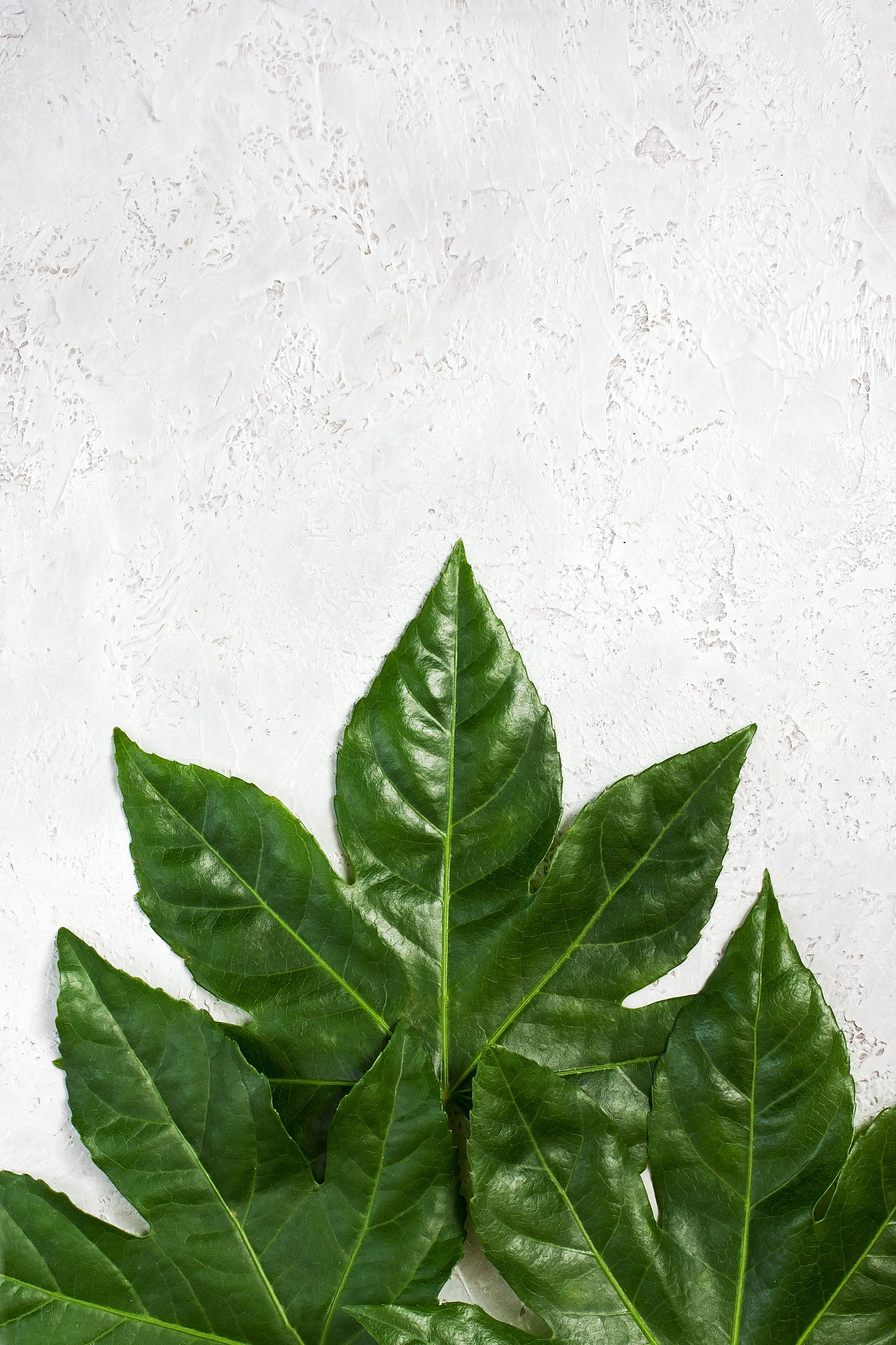 exotic background with palm leaves, top view