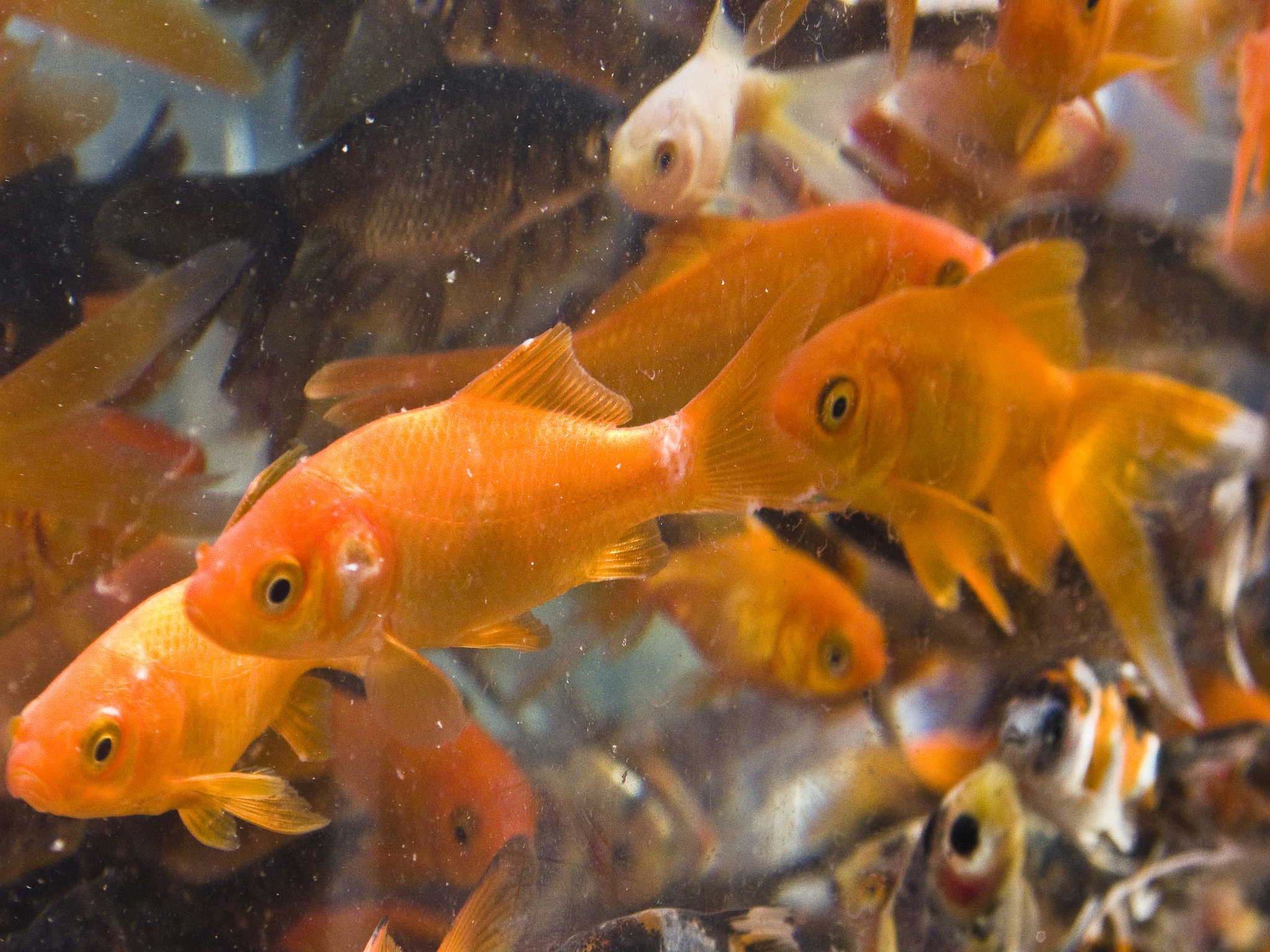 兰寿金鱼：中国起源的独特圆形金鱼品种