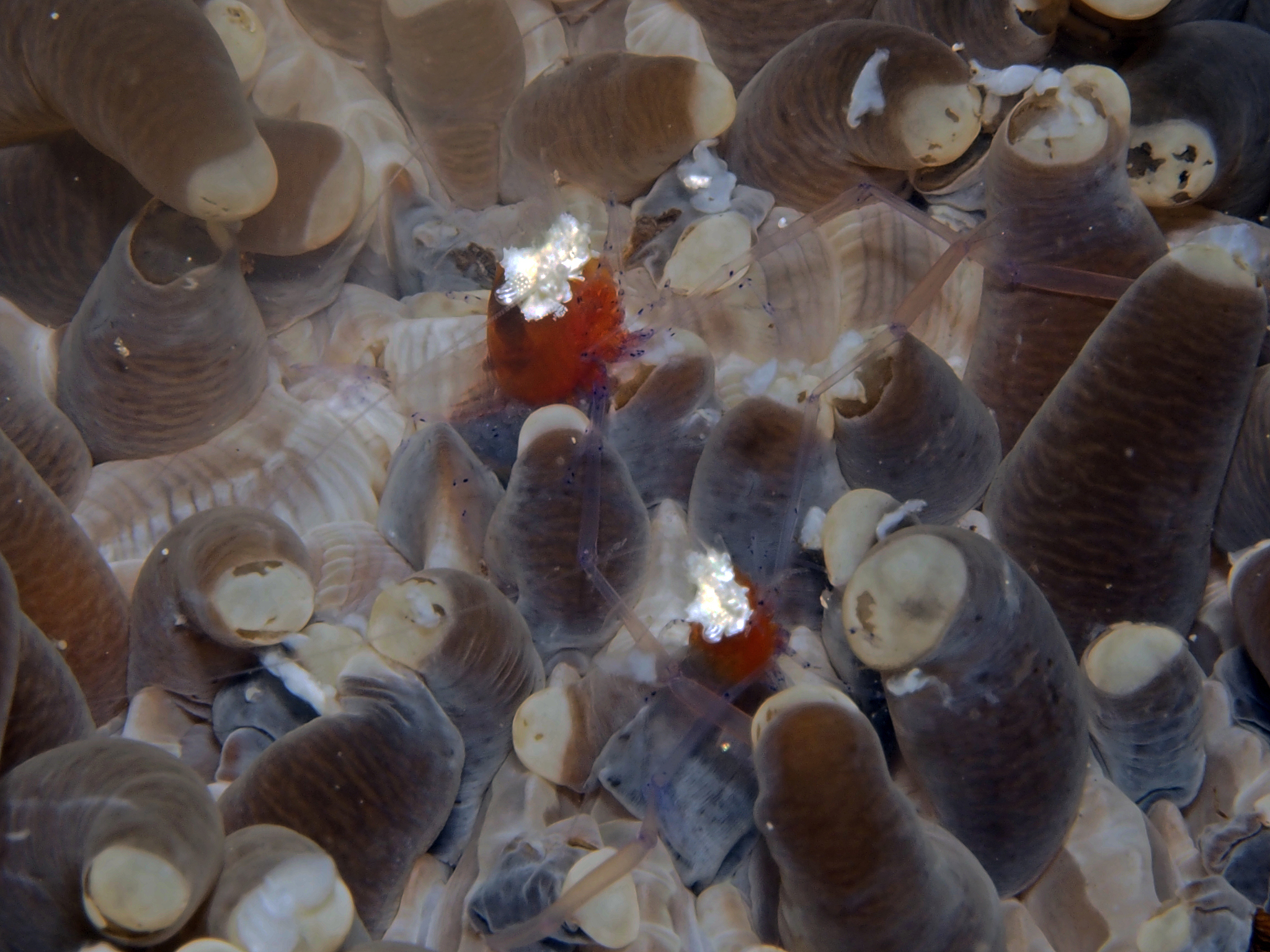 海洋生物防污损技术：保护海洋环境，提高设施效率