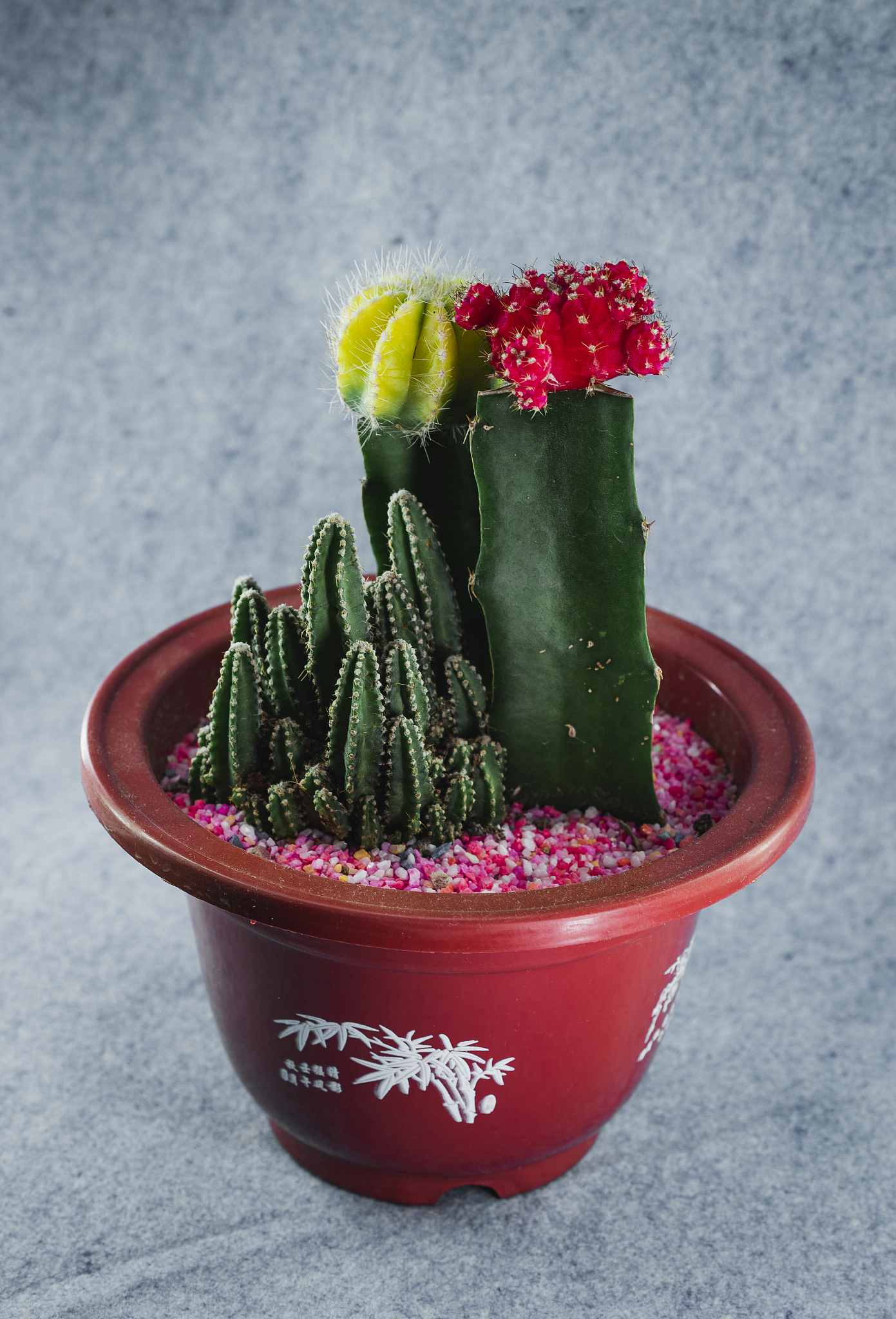 仙人掌扦插方法：简单易学，快速繁殖你的小绿植