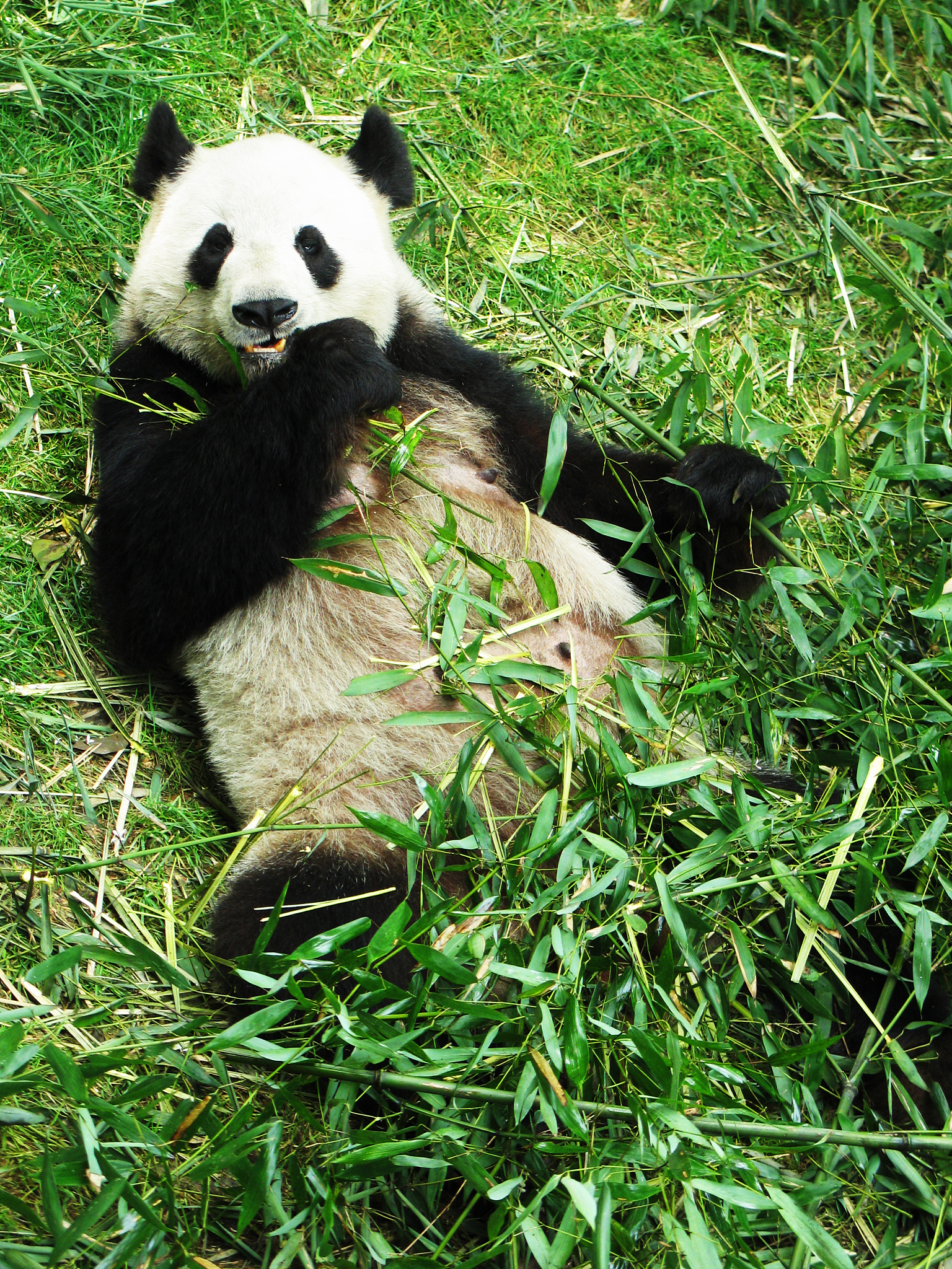 熊猫、竹子、绿色主题账号名称大全：创意十足，轻松取名！